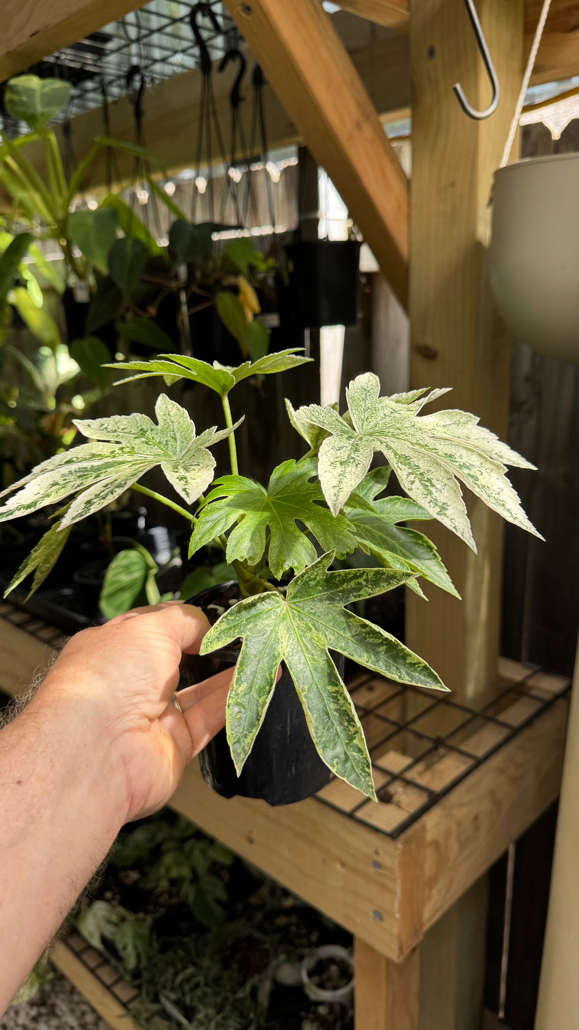 Fatsia japonica ‘Spider’s Web’