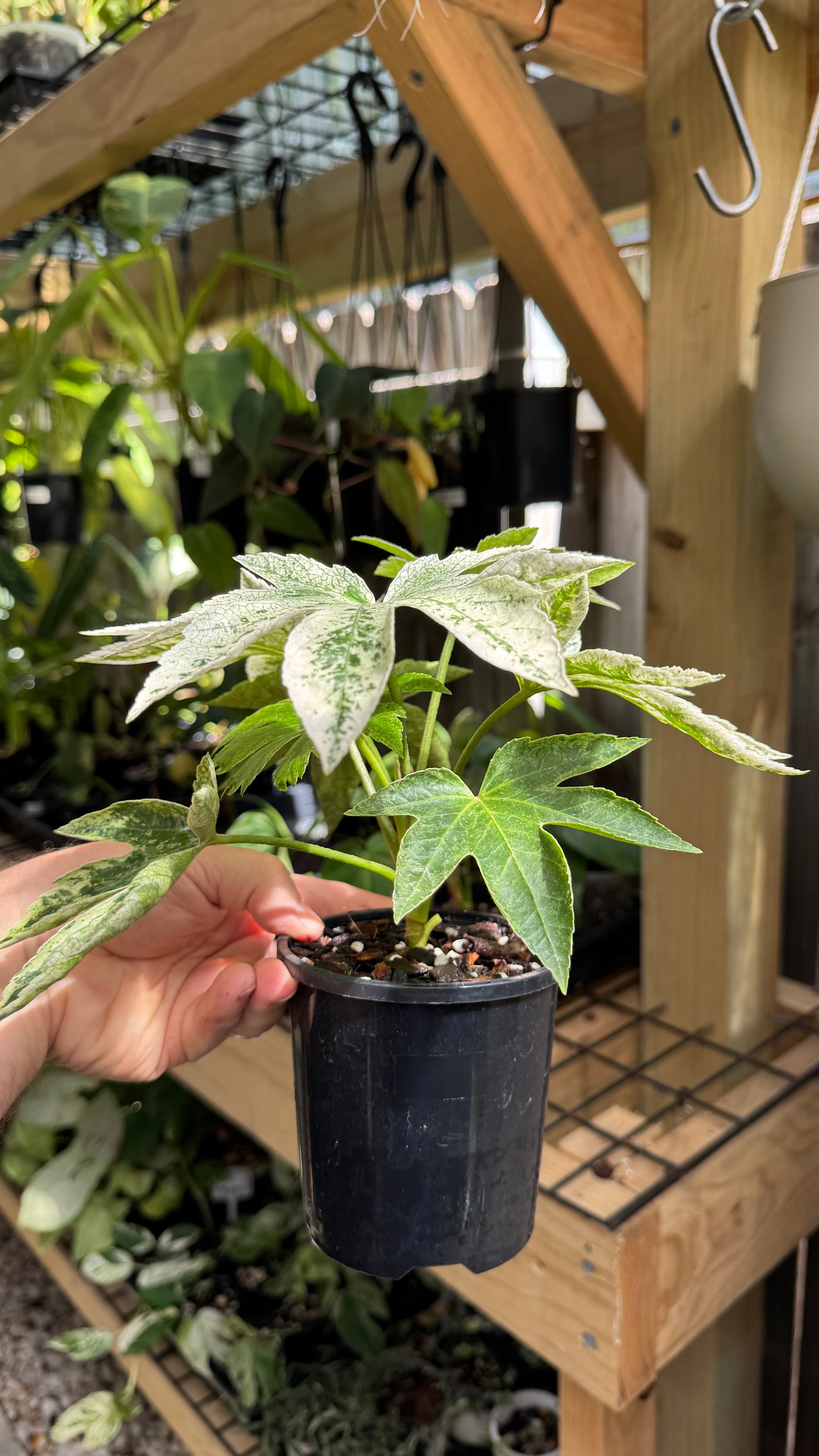 Fatsia japonica ‘Spider’s Web’