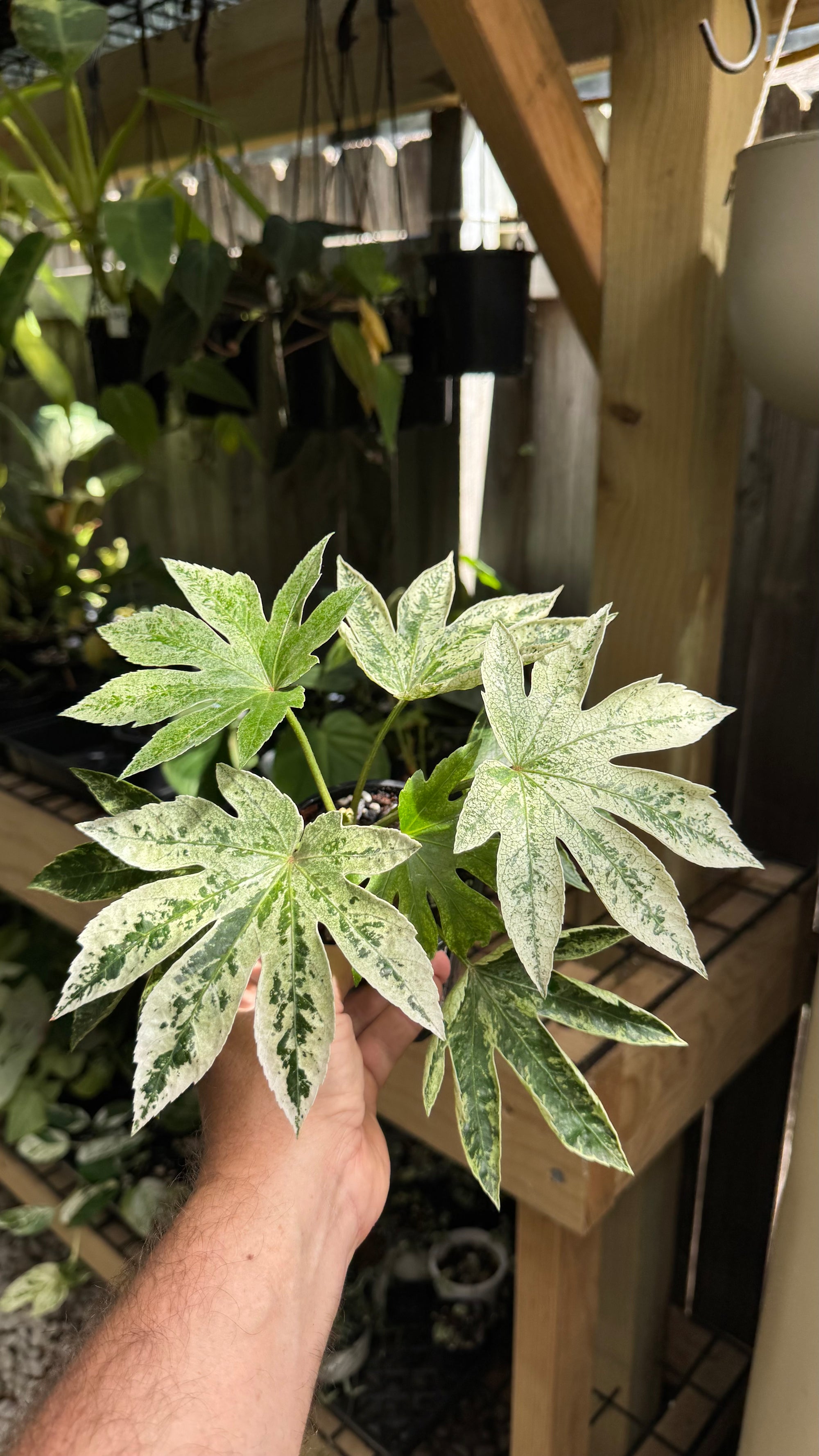 Fatsia japonica ‘Spider’s Web’