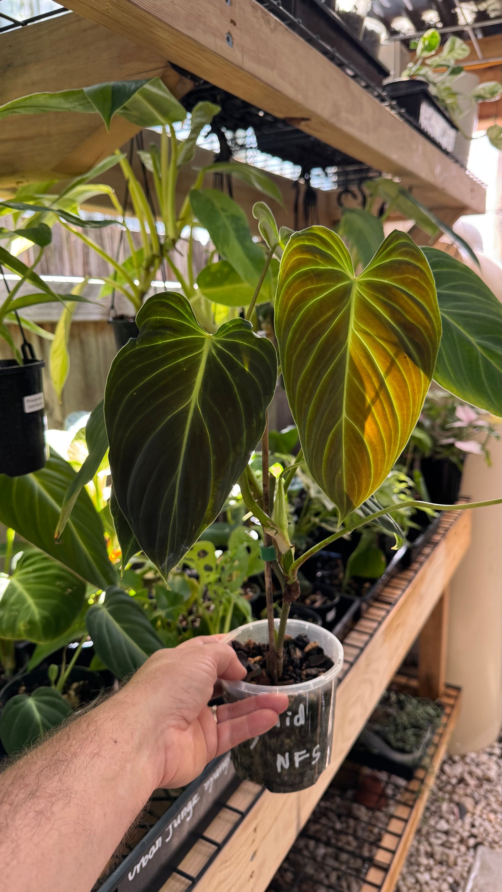Philodendron splendid