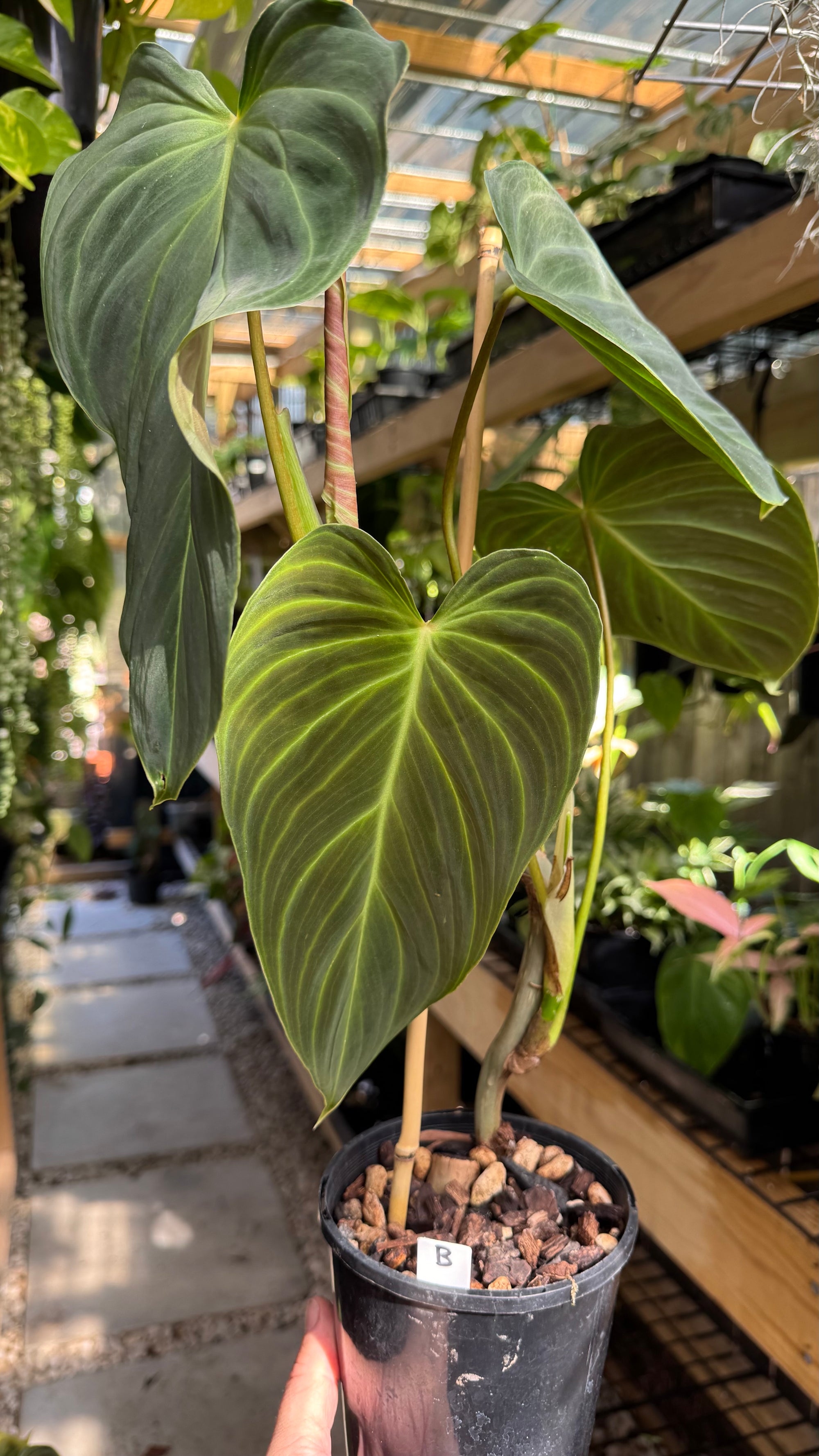 Philodendron splendid