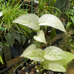 Monstera laniata 'Mint Variegata'