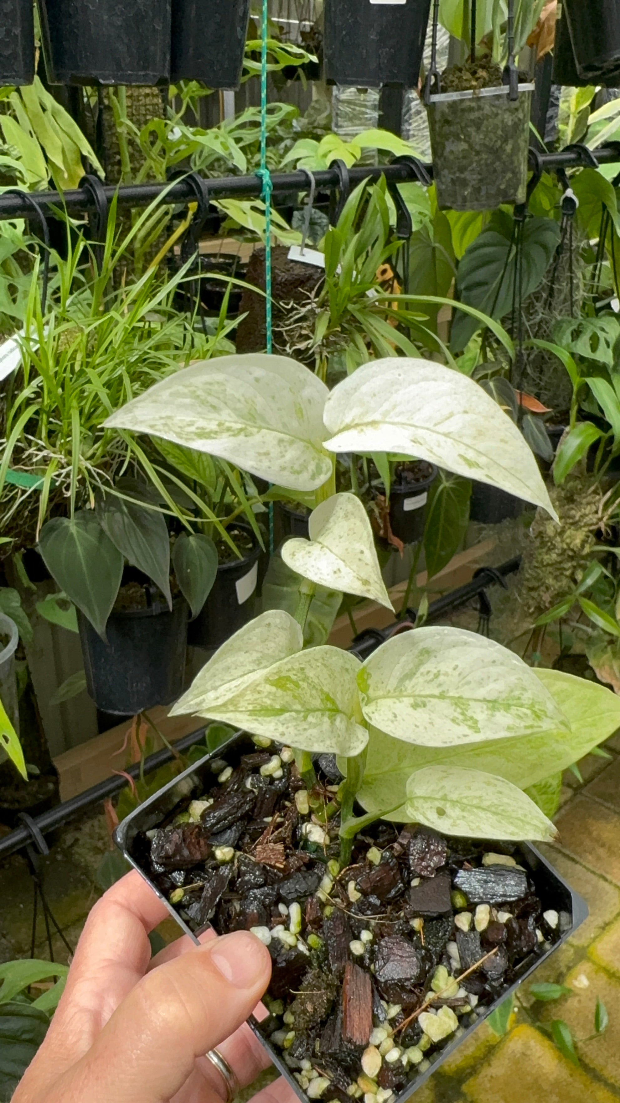 Monstera laniata 'Mint Variegata'