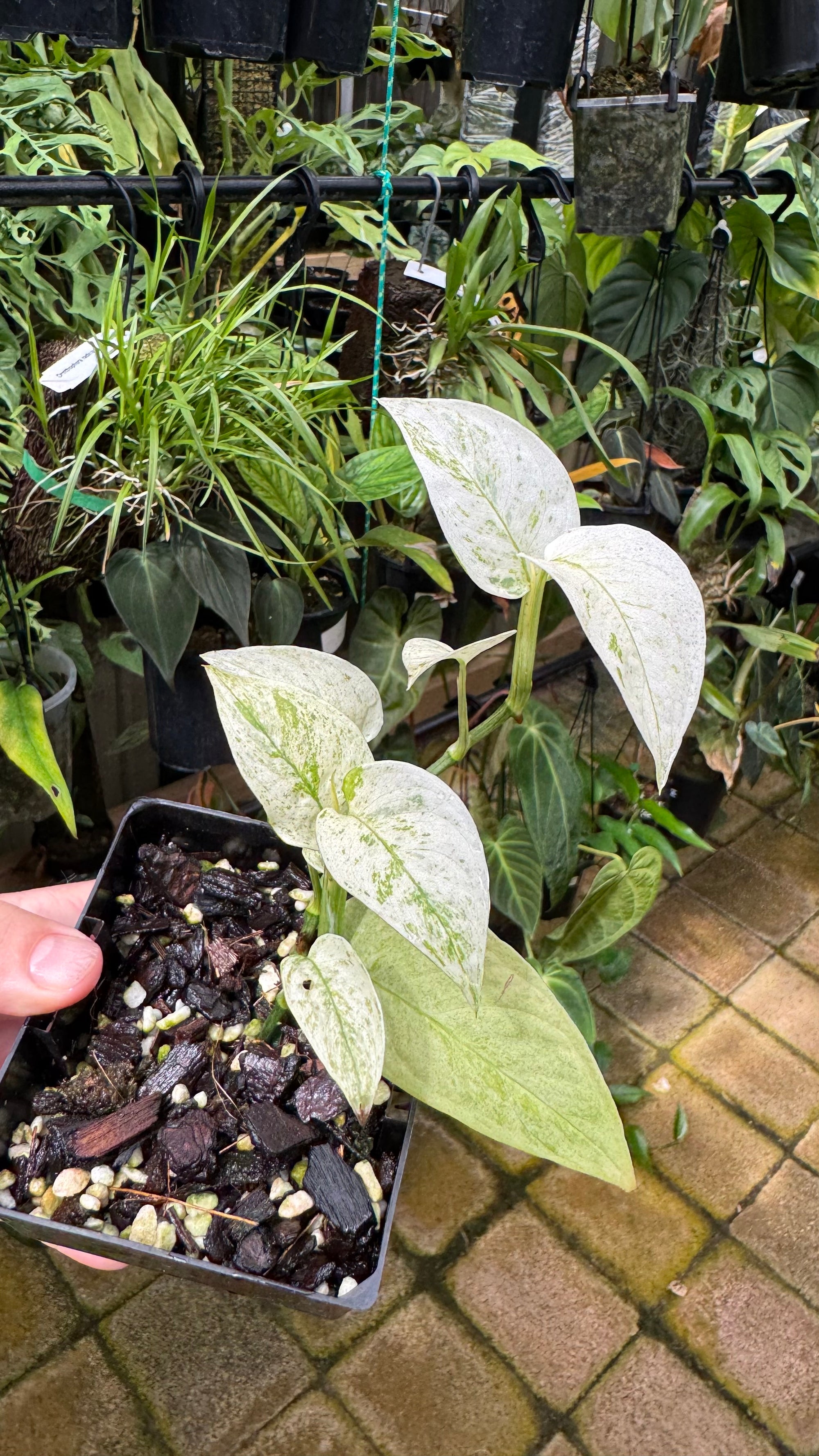 Monstera laniata 'Mint Variegata'