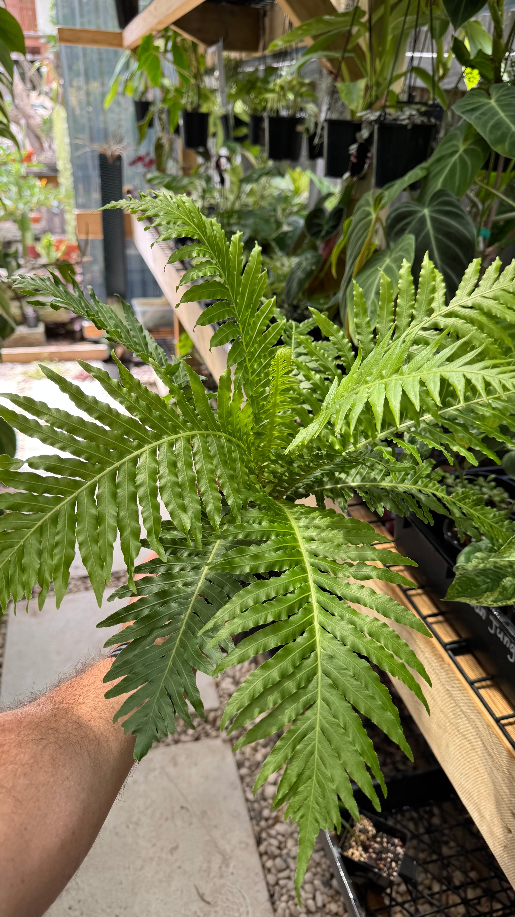 Dwarf Tree Fern
