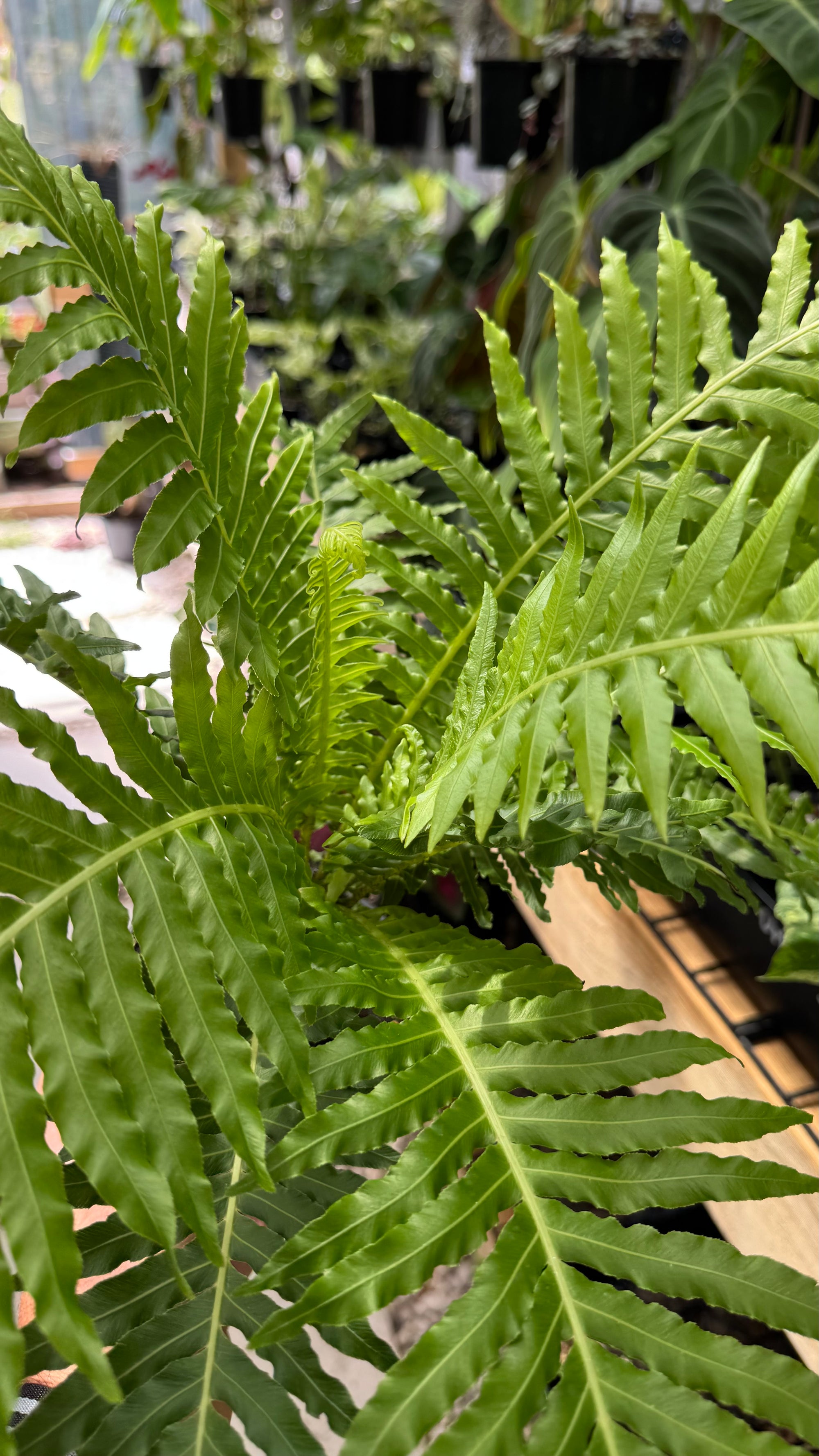 Dwarf Tree Fern