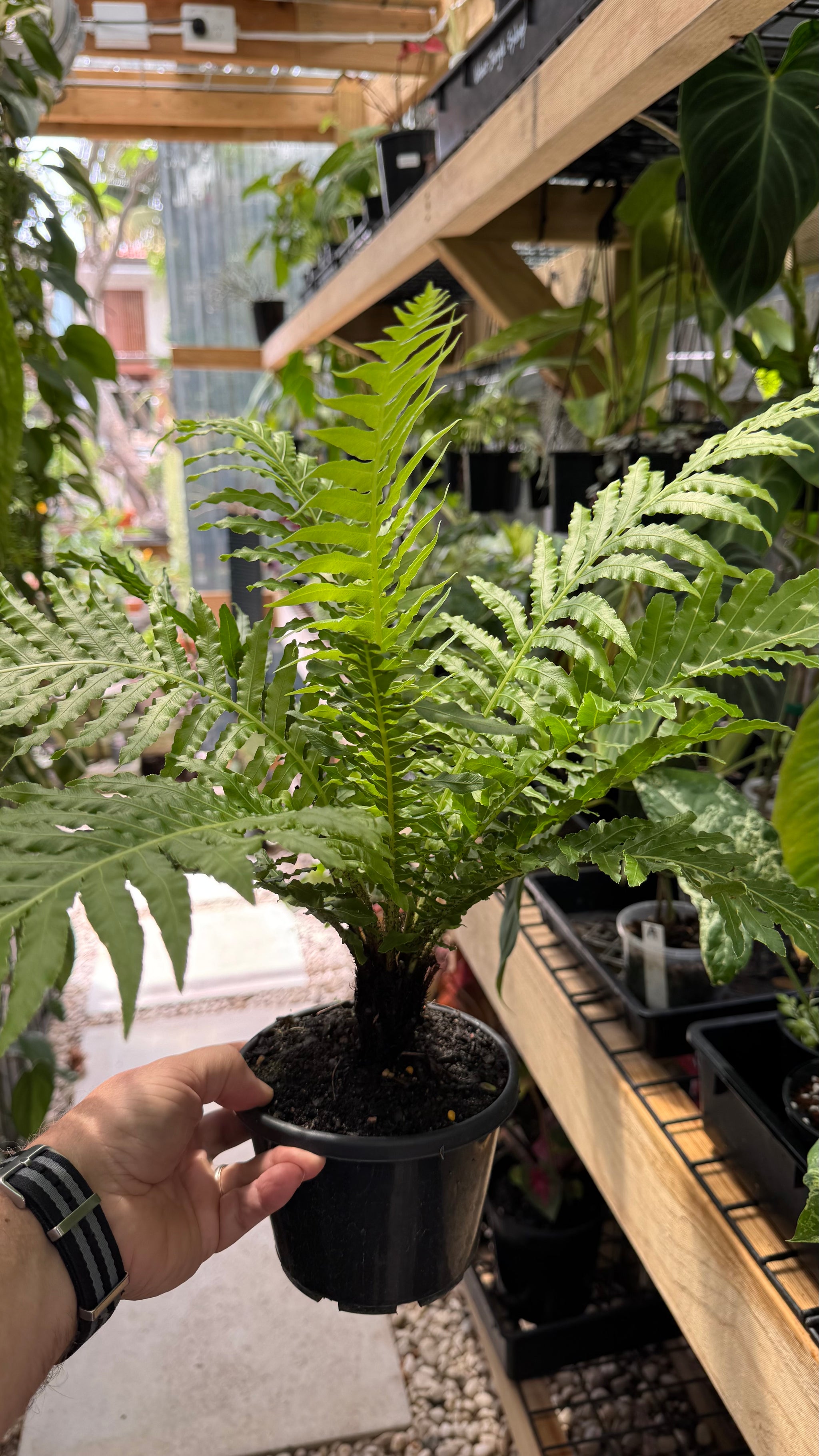 Dwarf Tree Fern
