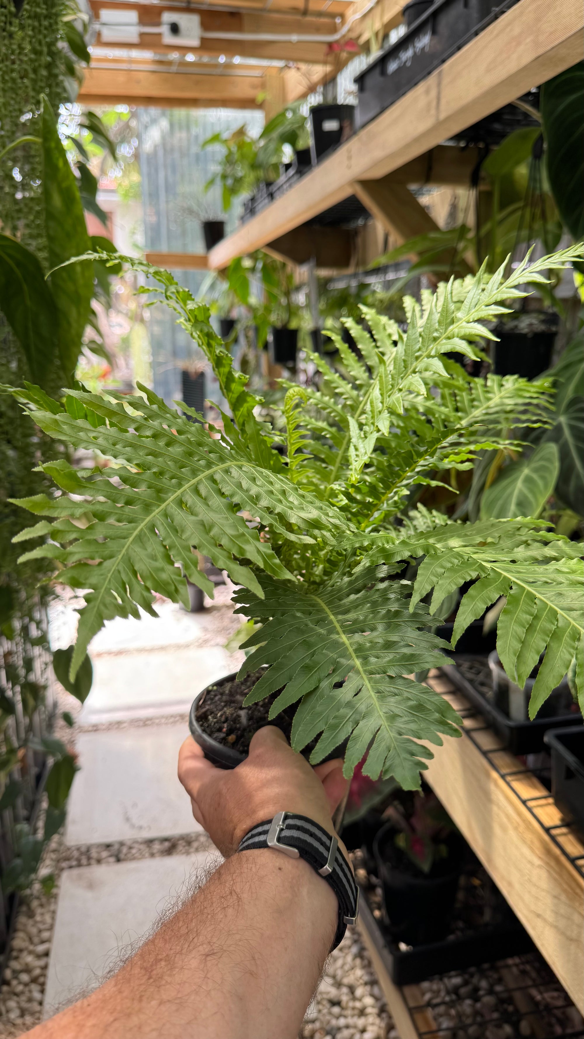 Dwarf Tree Fern
