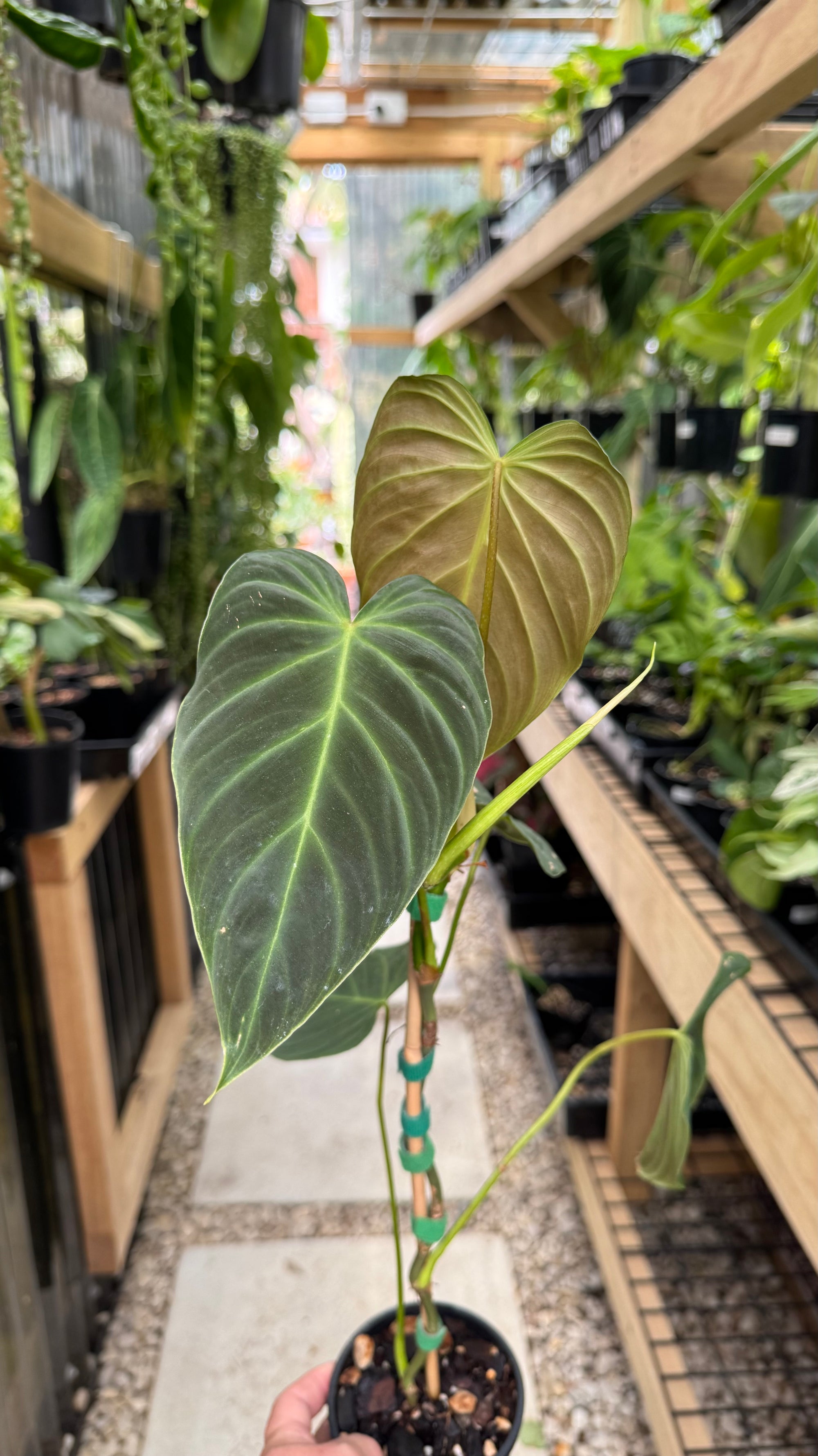Philodendron splendid