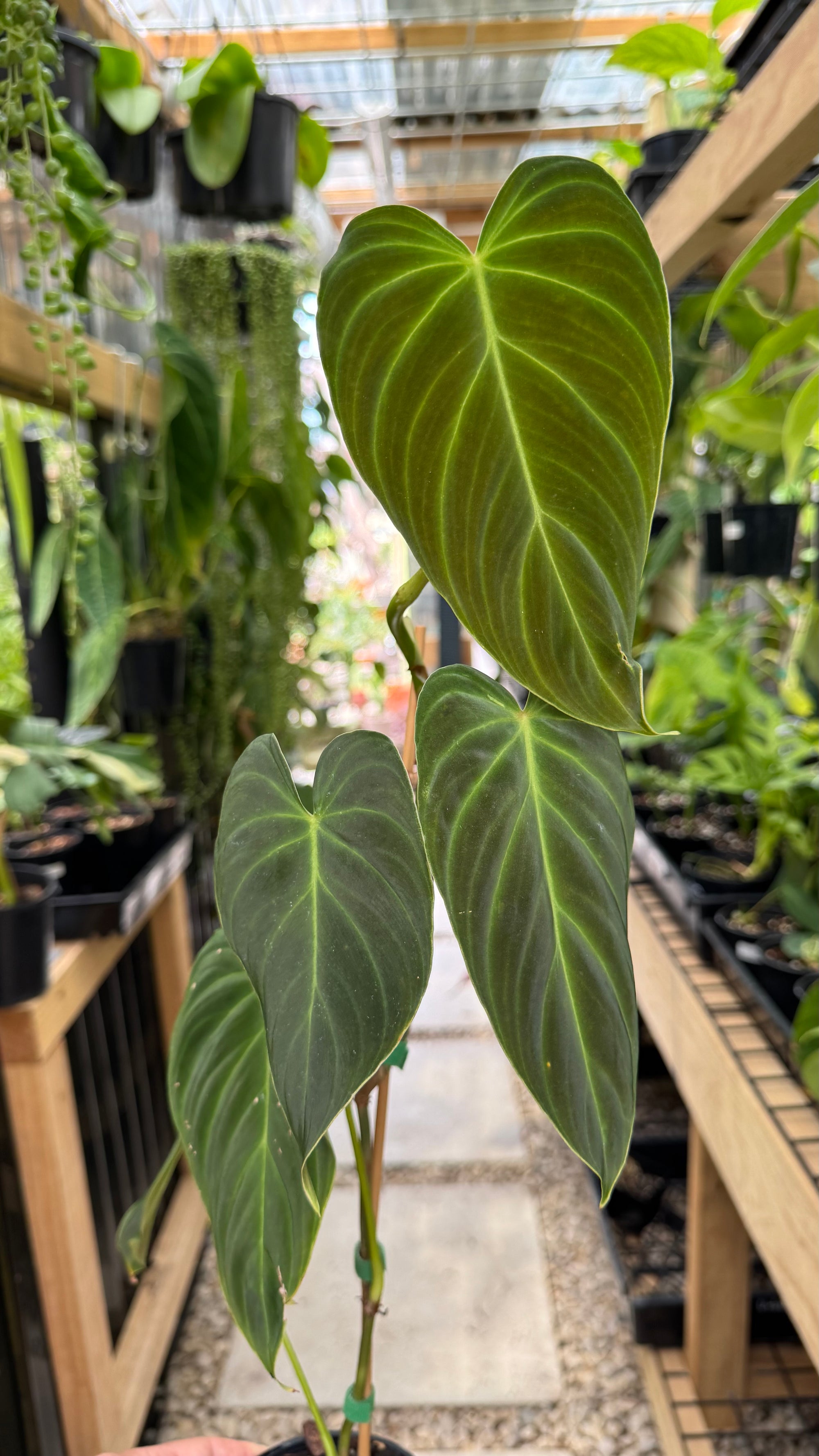 Philodendron splendid