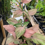 Syngonium 'Pink Passion'