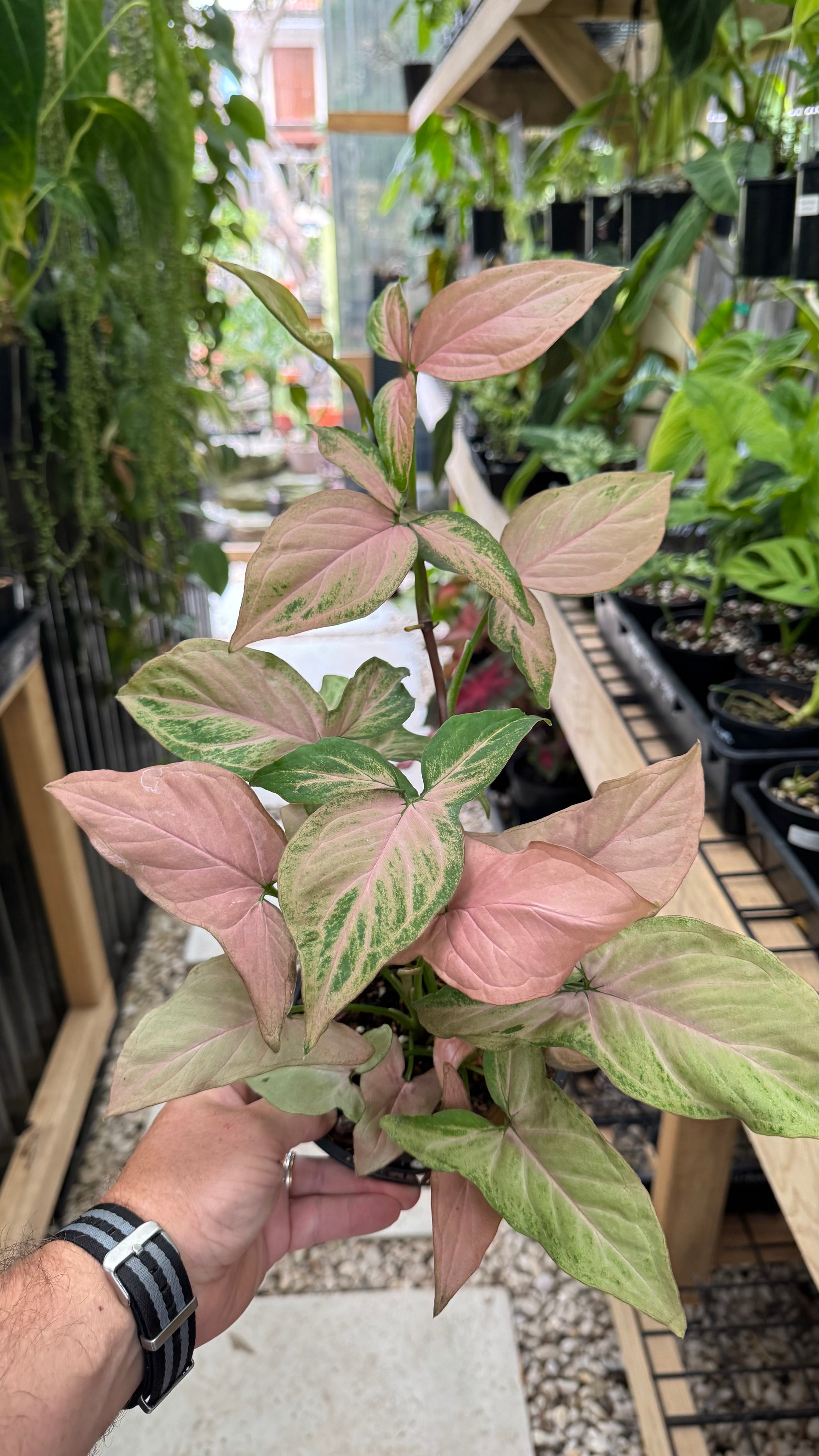 Syngonium 'Pink Passion'