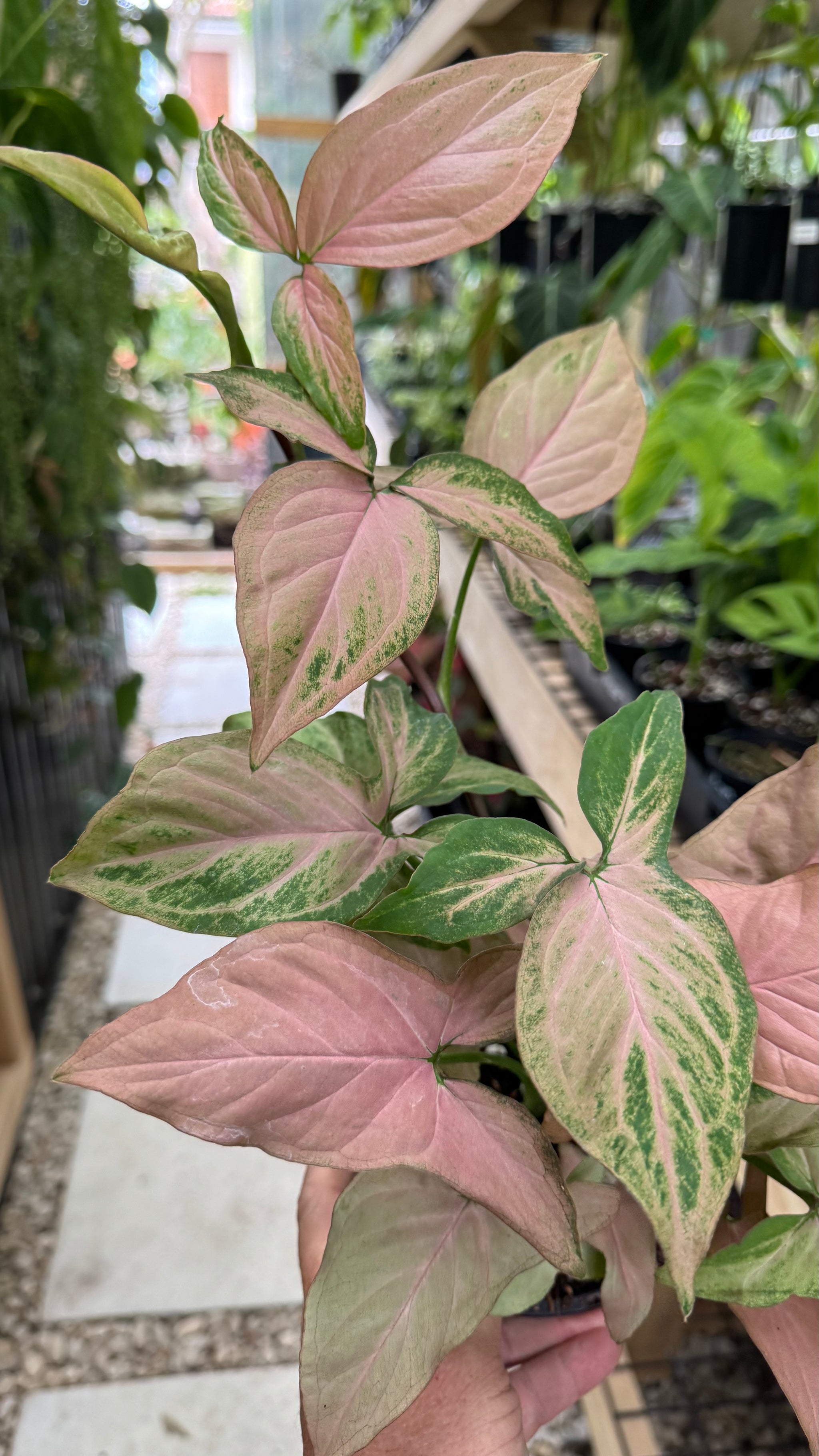 Syngonium 'Pink Passion'