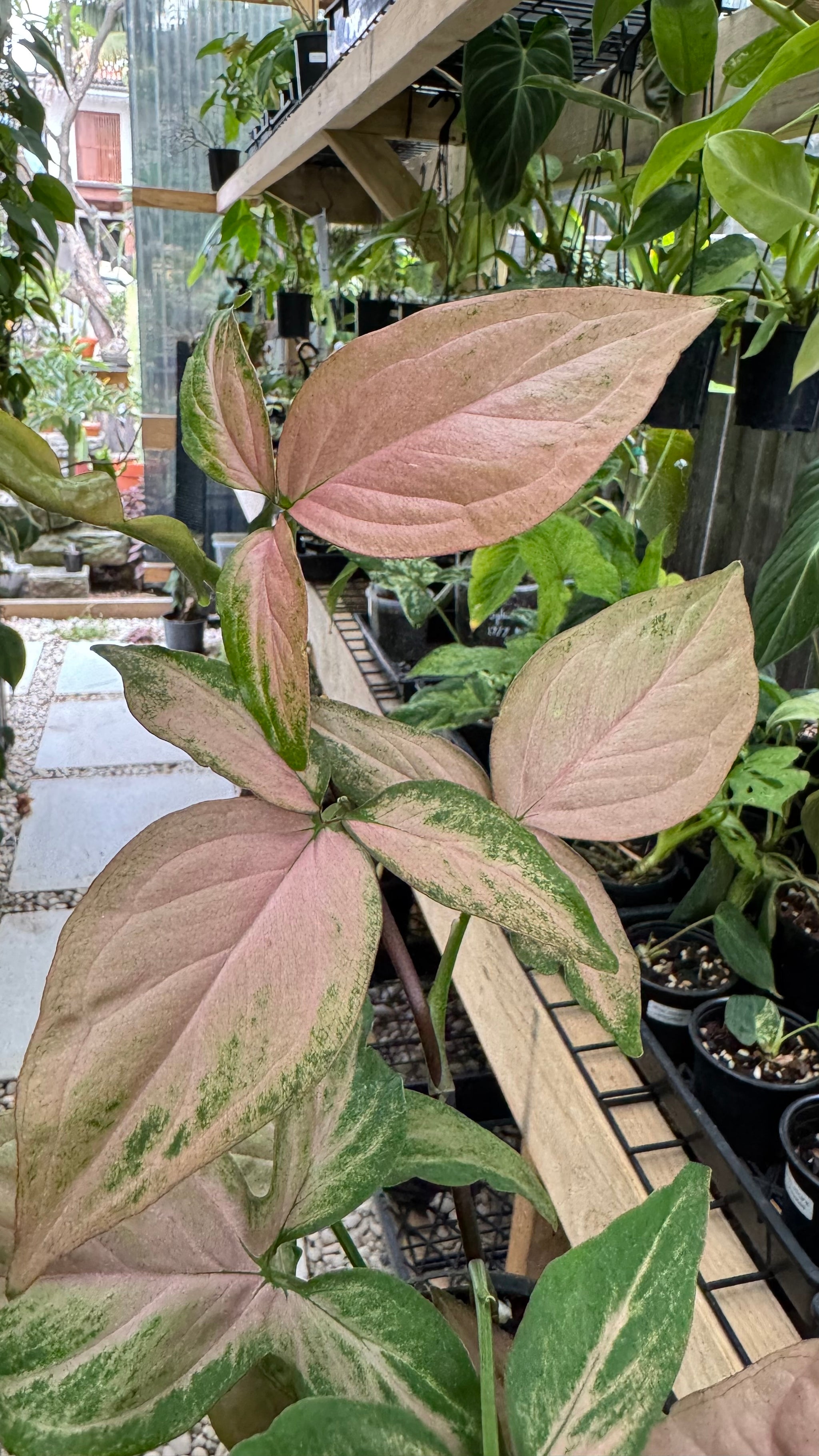 Syngonium 'Pink Passion'