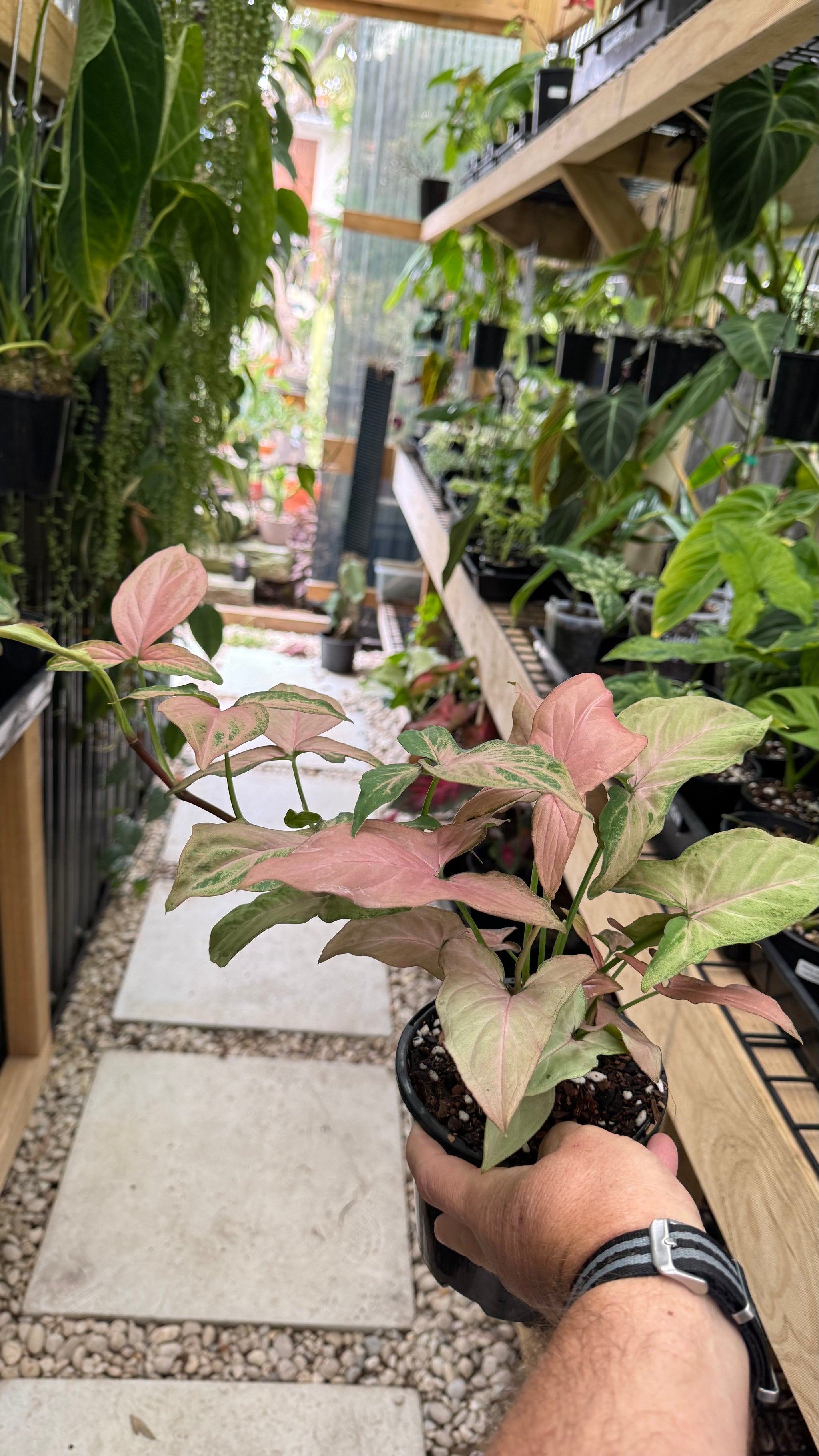 Syngonium 'Pink Passion'