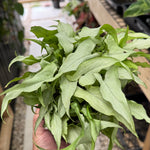 Syngonium 'Silver Fox'