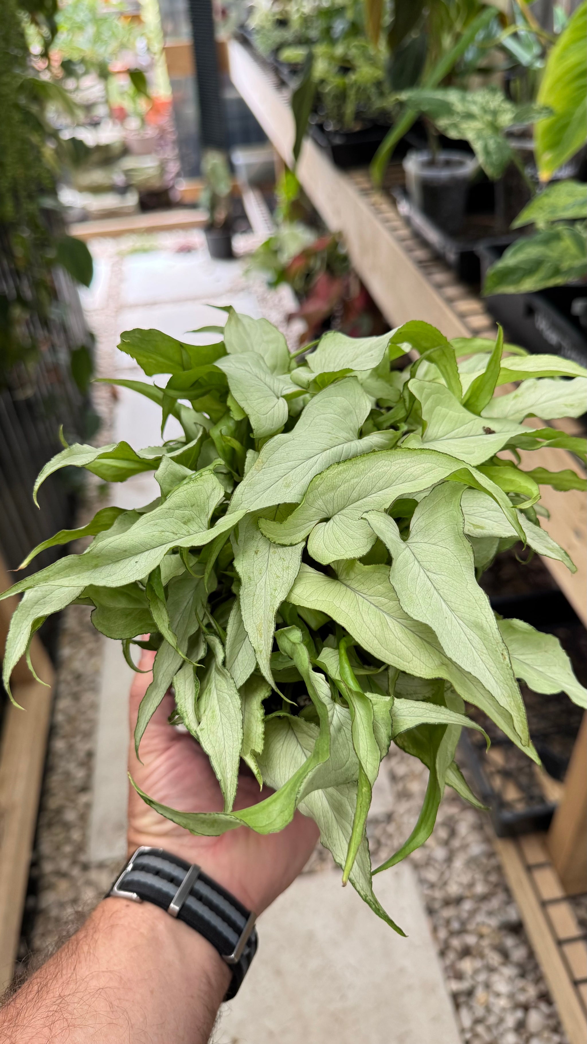 Syngonium 'Silver Fox'