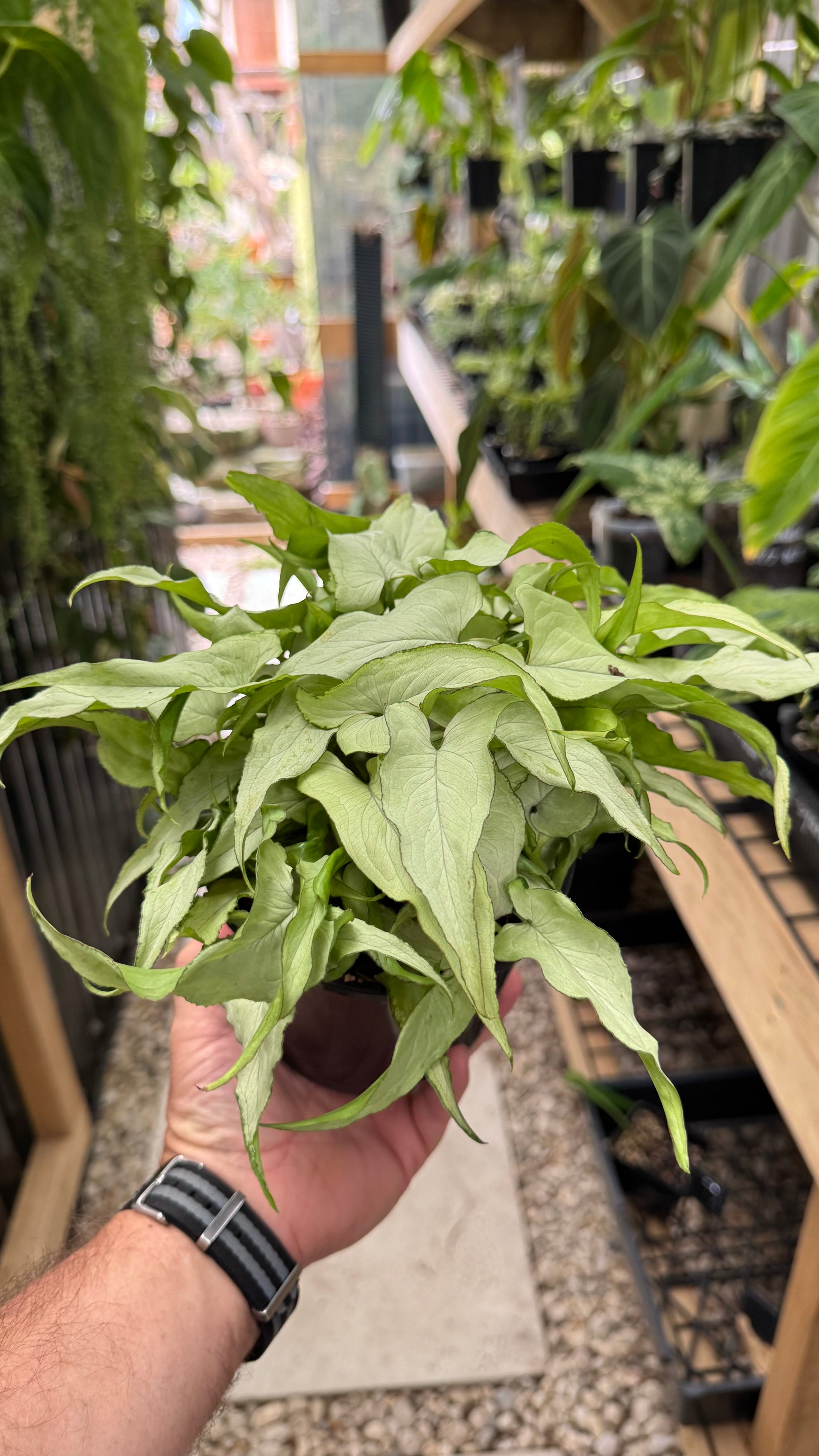 Syngonium 'Silver Fox'