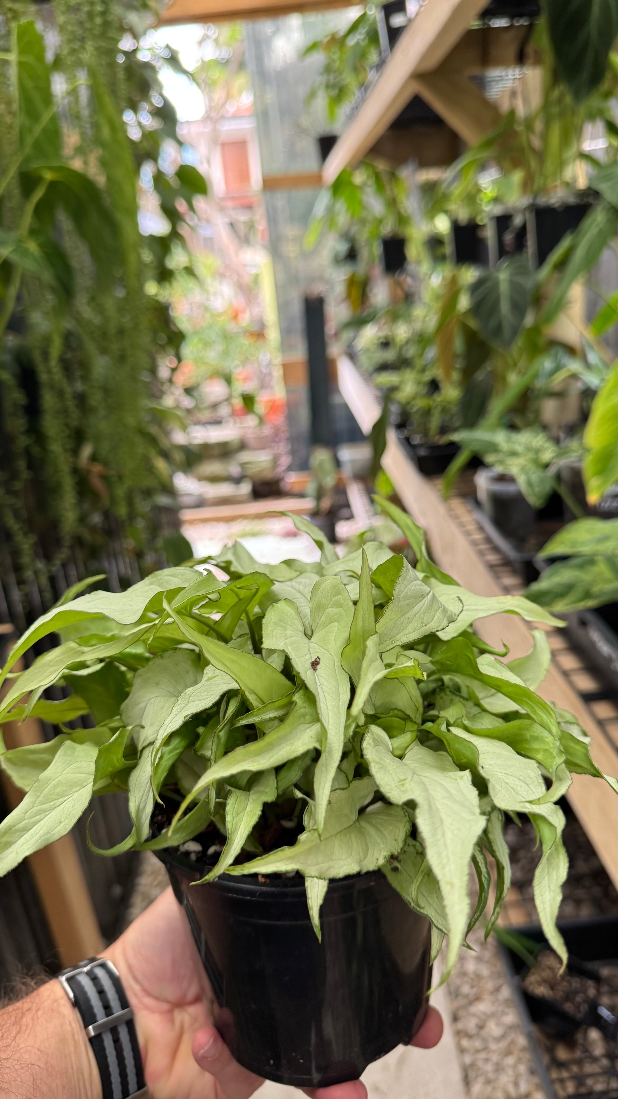 Syngonium 'Silver Fox'