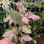 Syngonium 'Pink Passion'