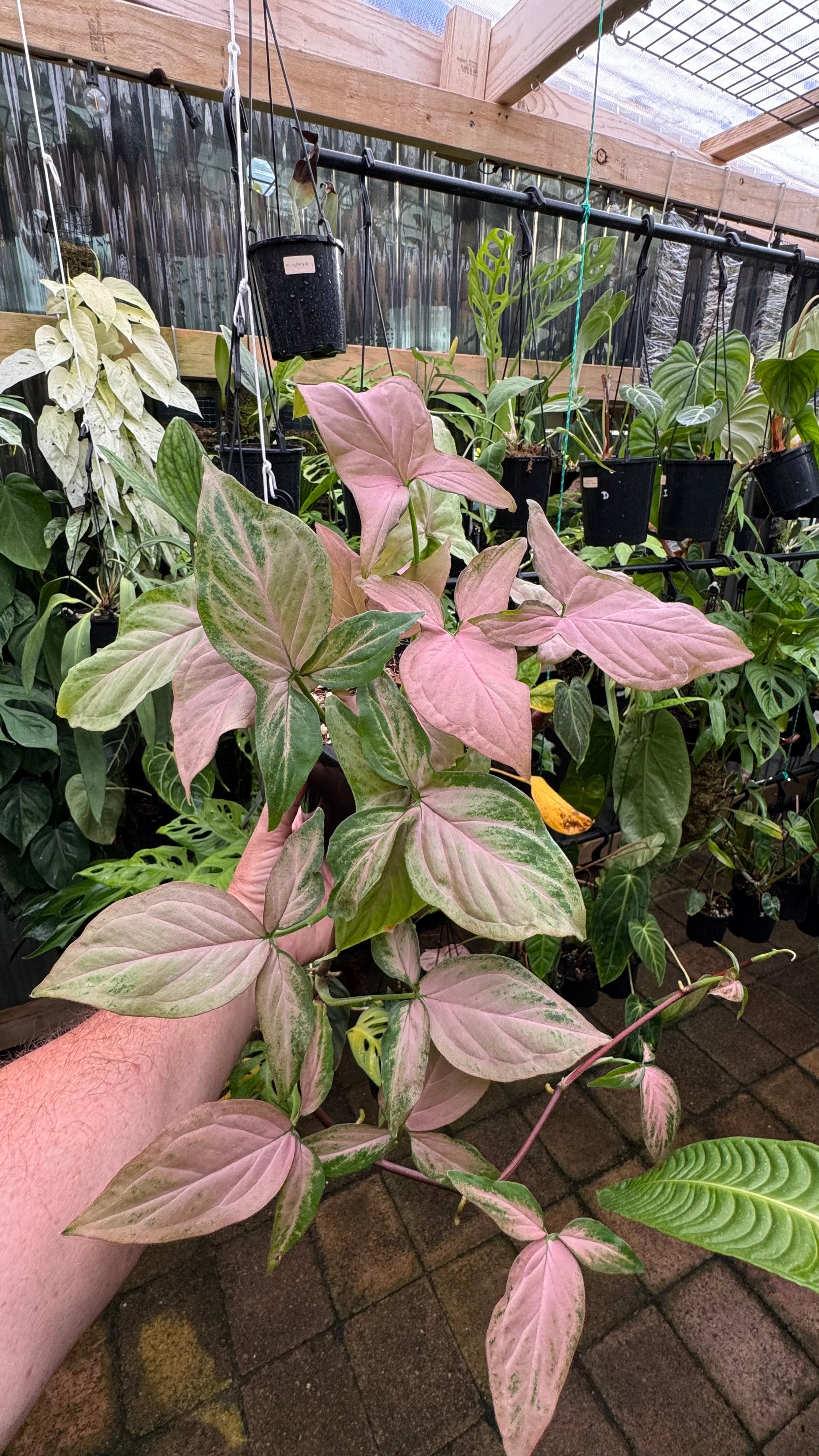 Syngonium 'Pink Passion'