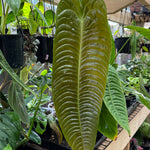 Anthurium Veitchii 