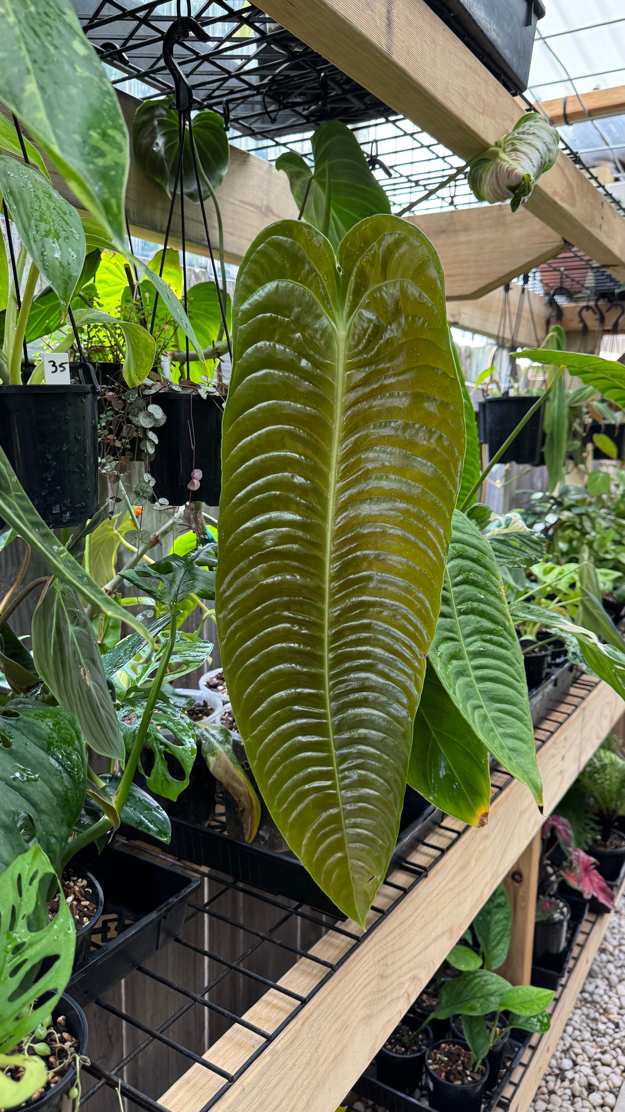 Anthurium Veitchii 