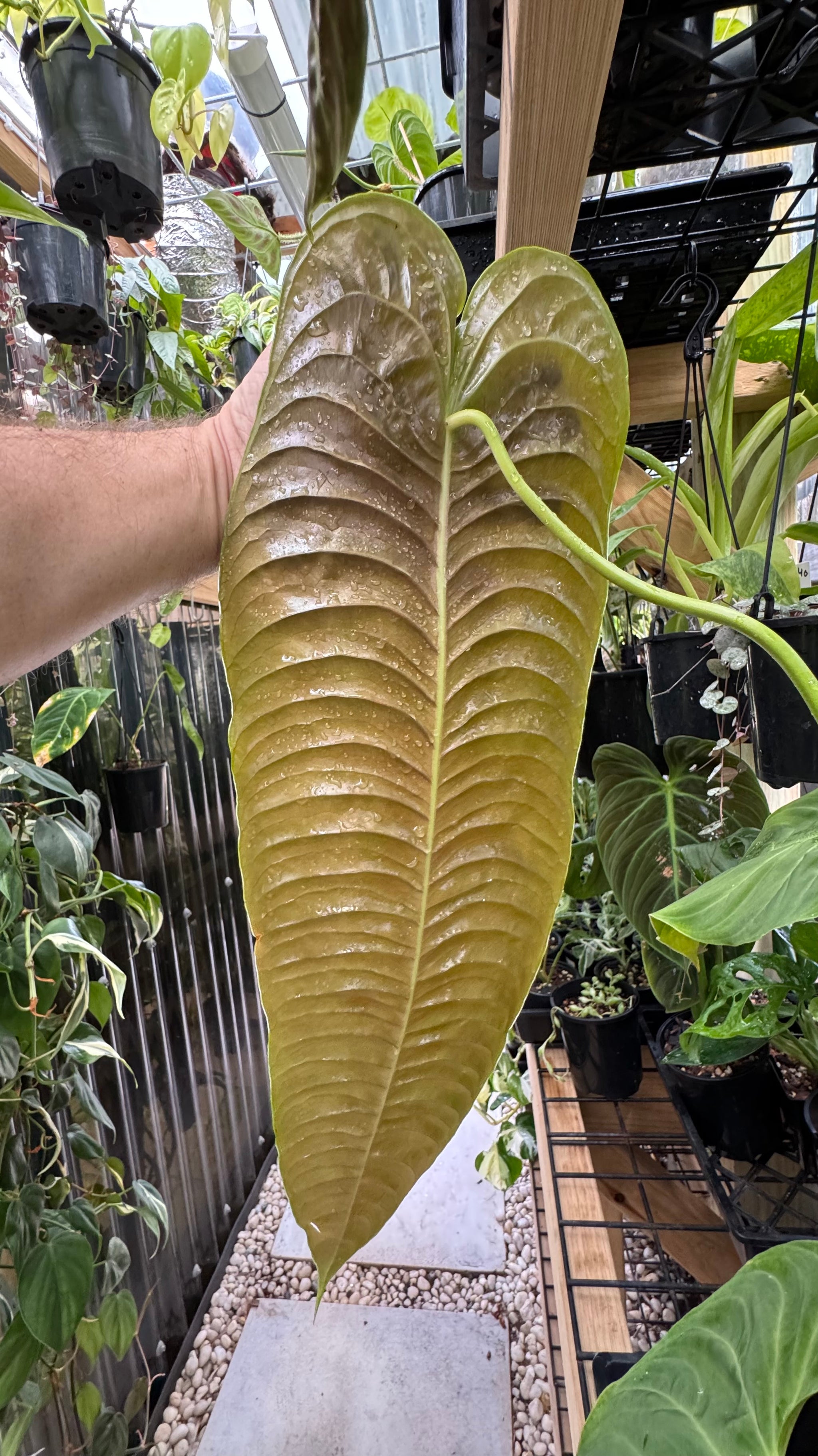 Anthurium Veitchii 