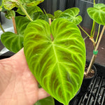 Philodendron verrucosum