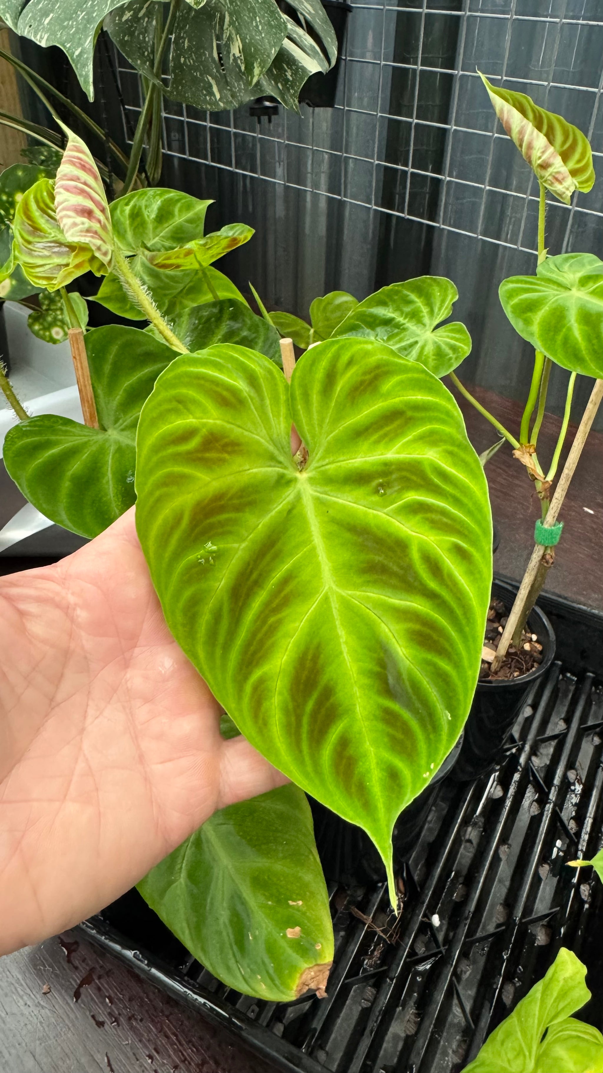 Philodendron verrucosum
