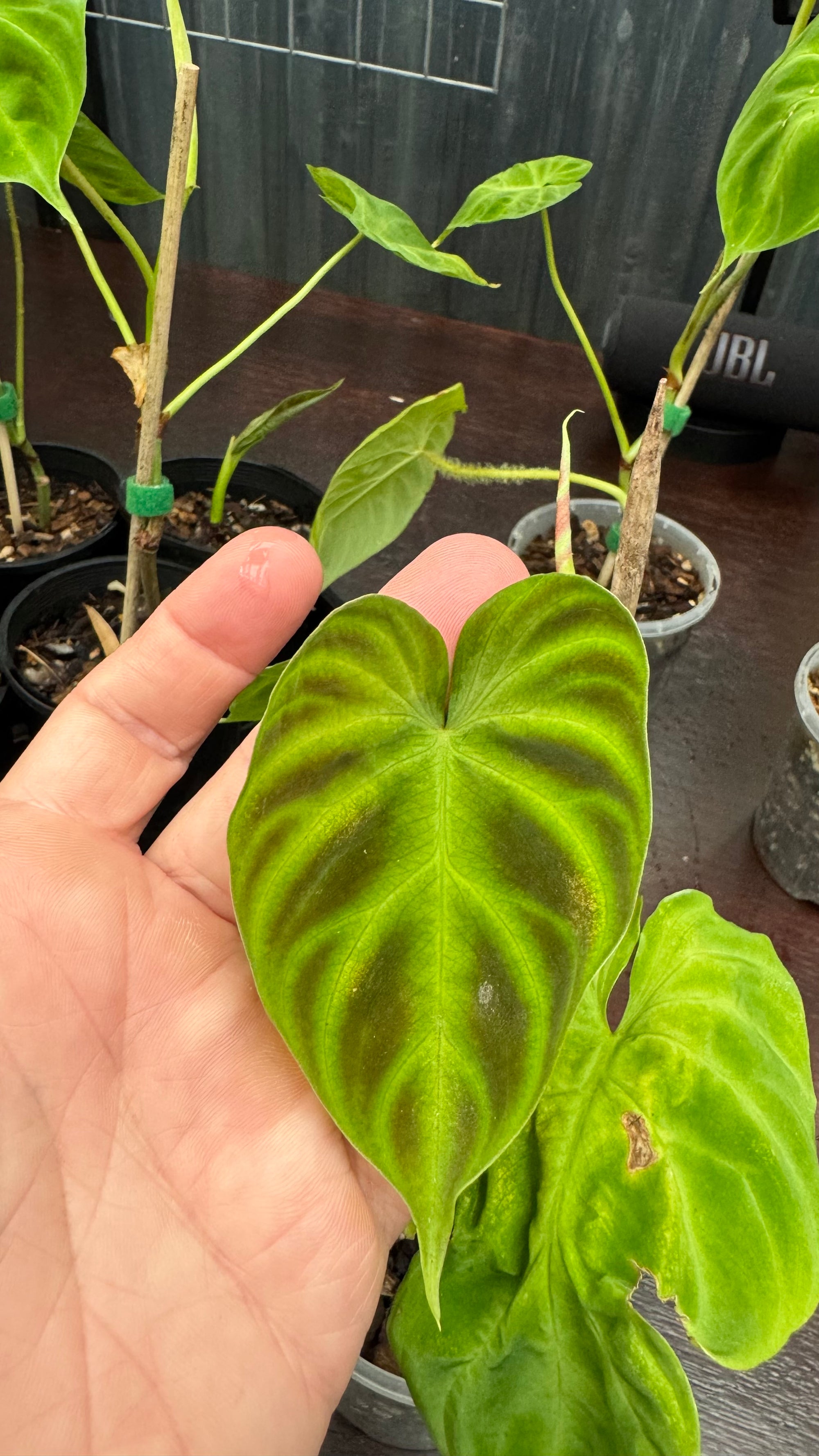 Philodendron verrucosum