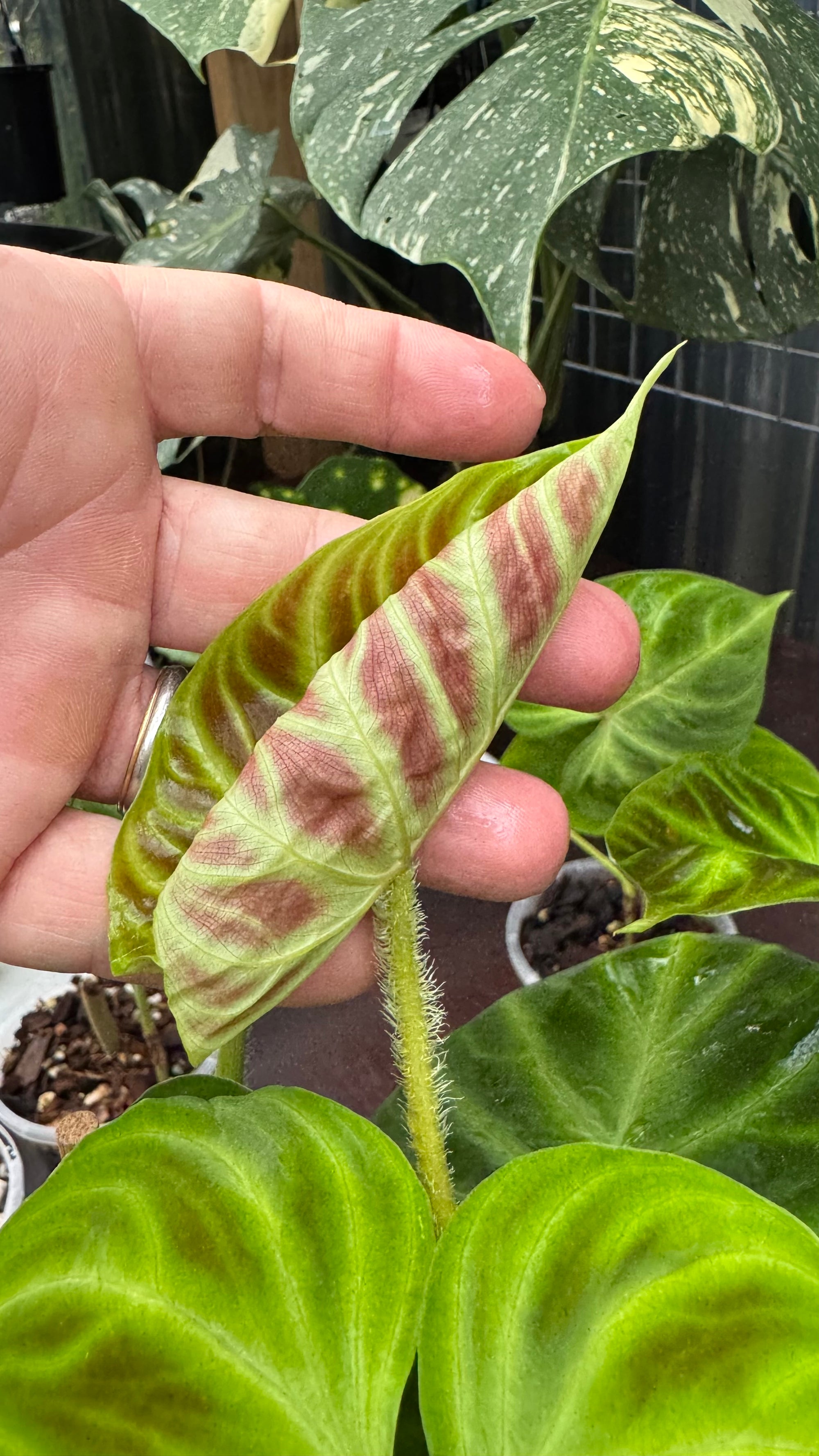 Philodendron verrucosum