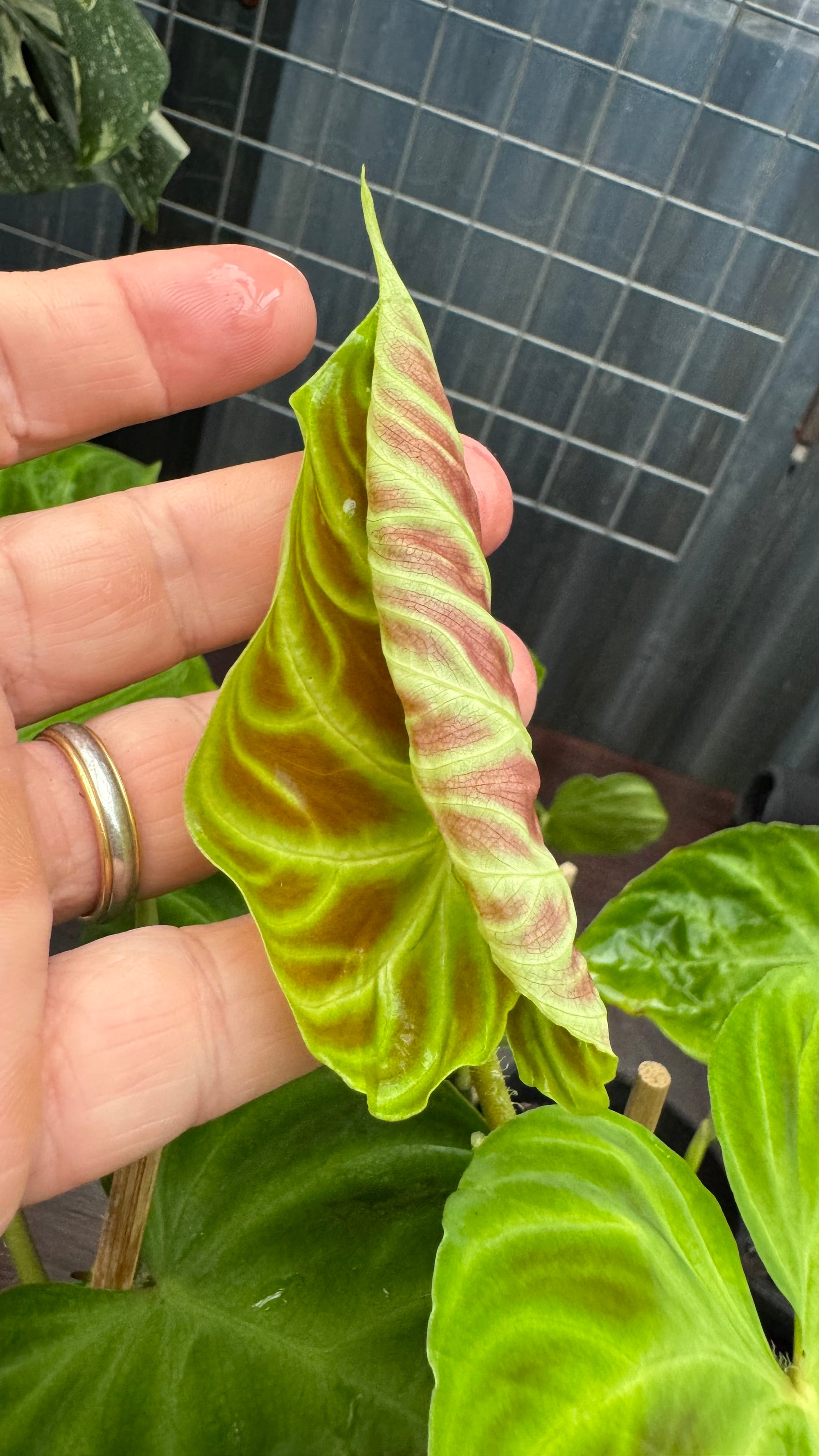 Philodendron verrucosum