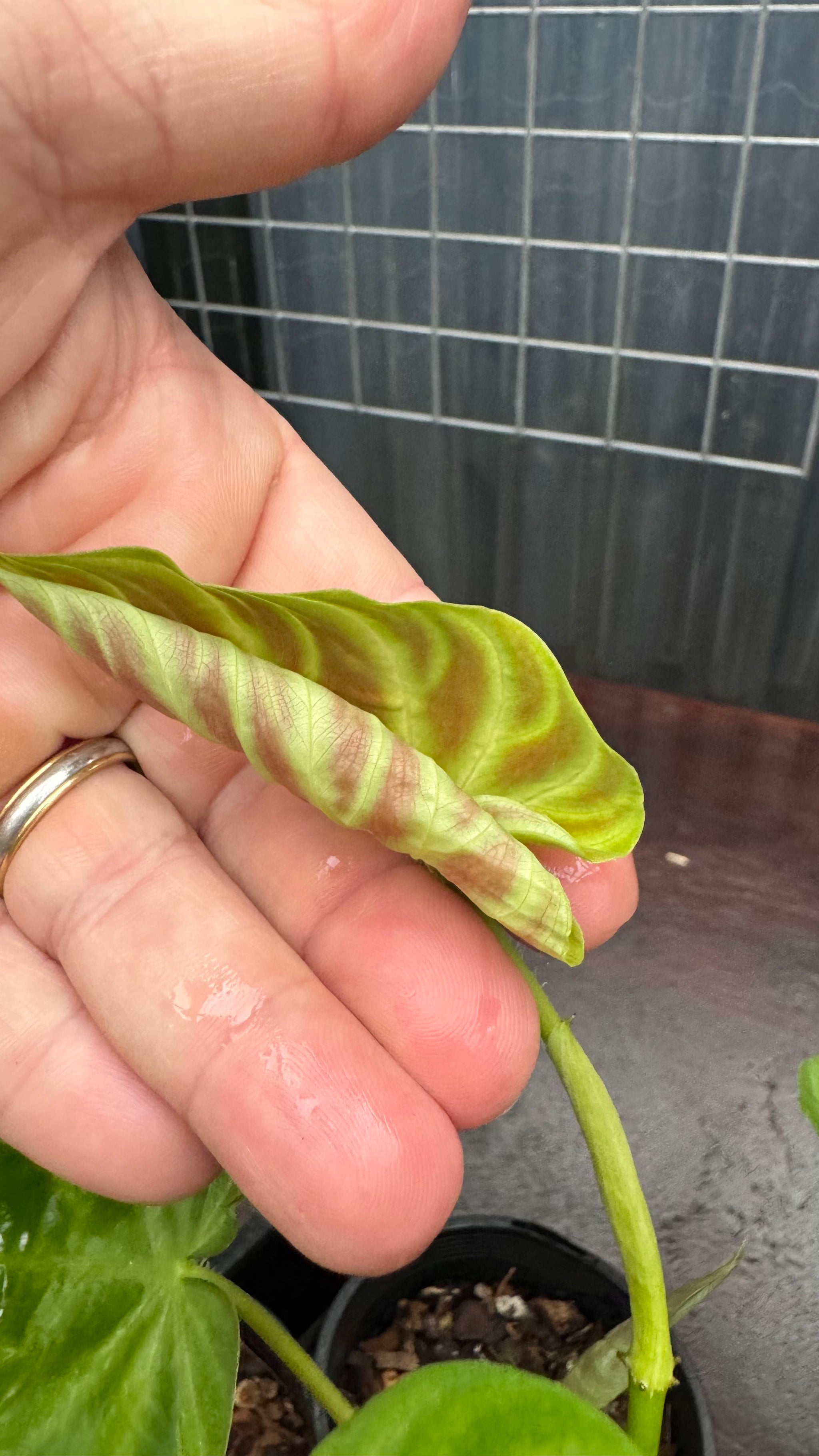 Philodendron verrucosum