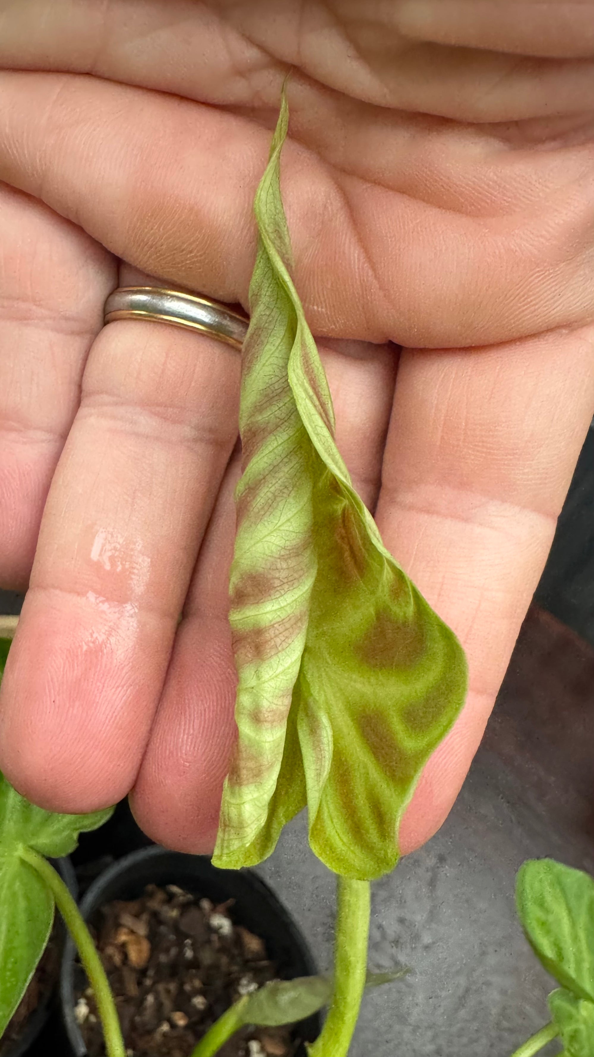 Philodendron verrucosum