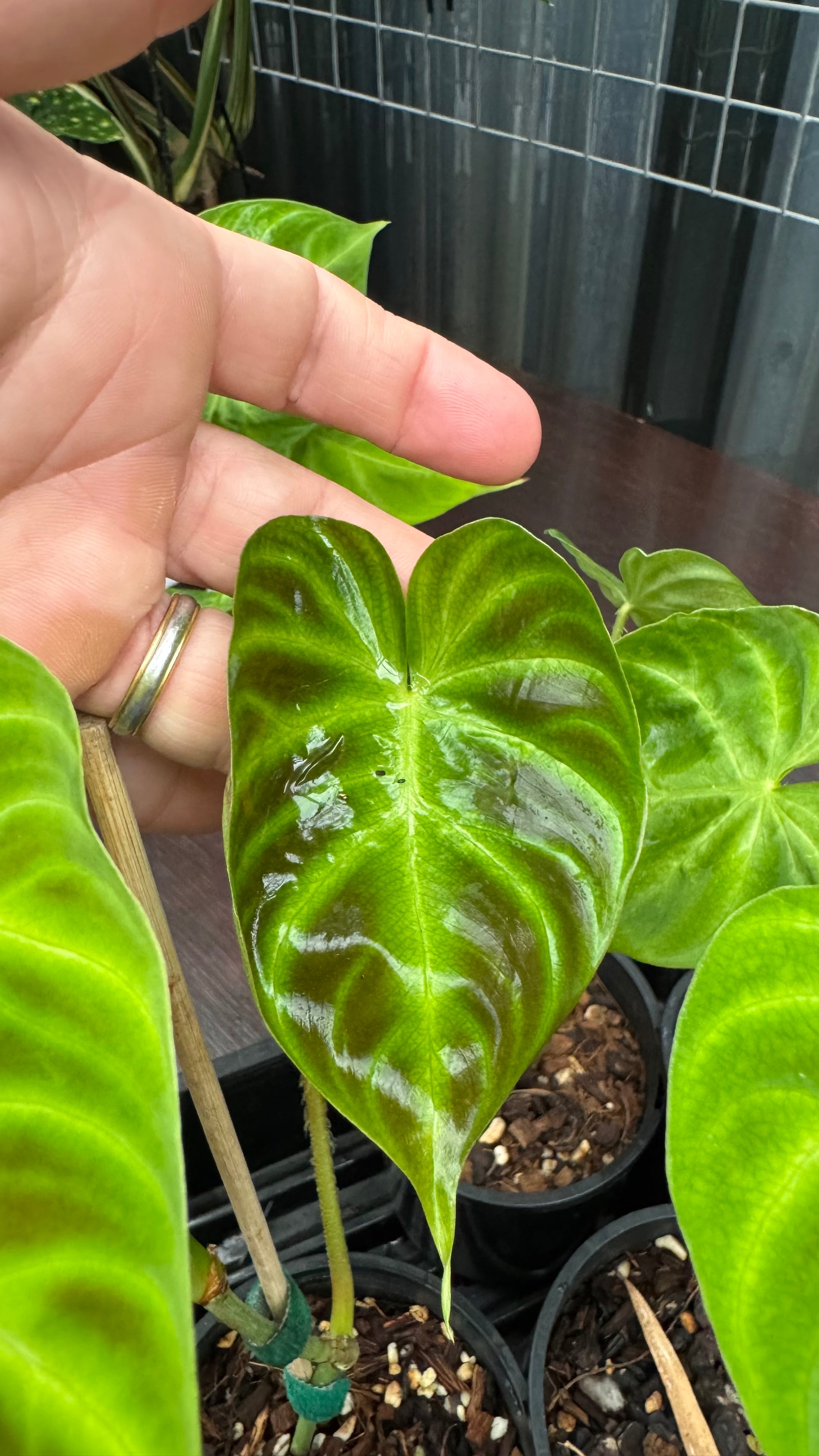 Philodendron verrucosum