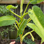 Philodendron 'Jose Buono'