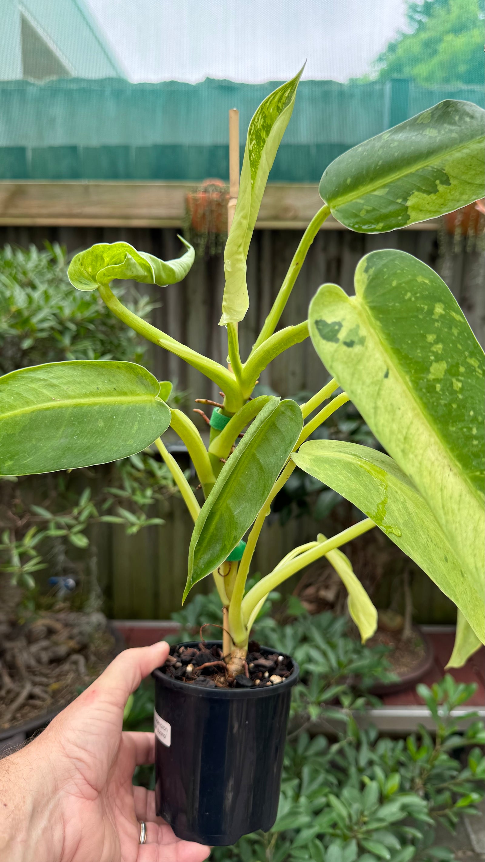 Philodendron 'Jose Buono'