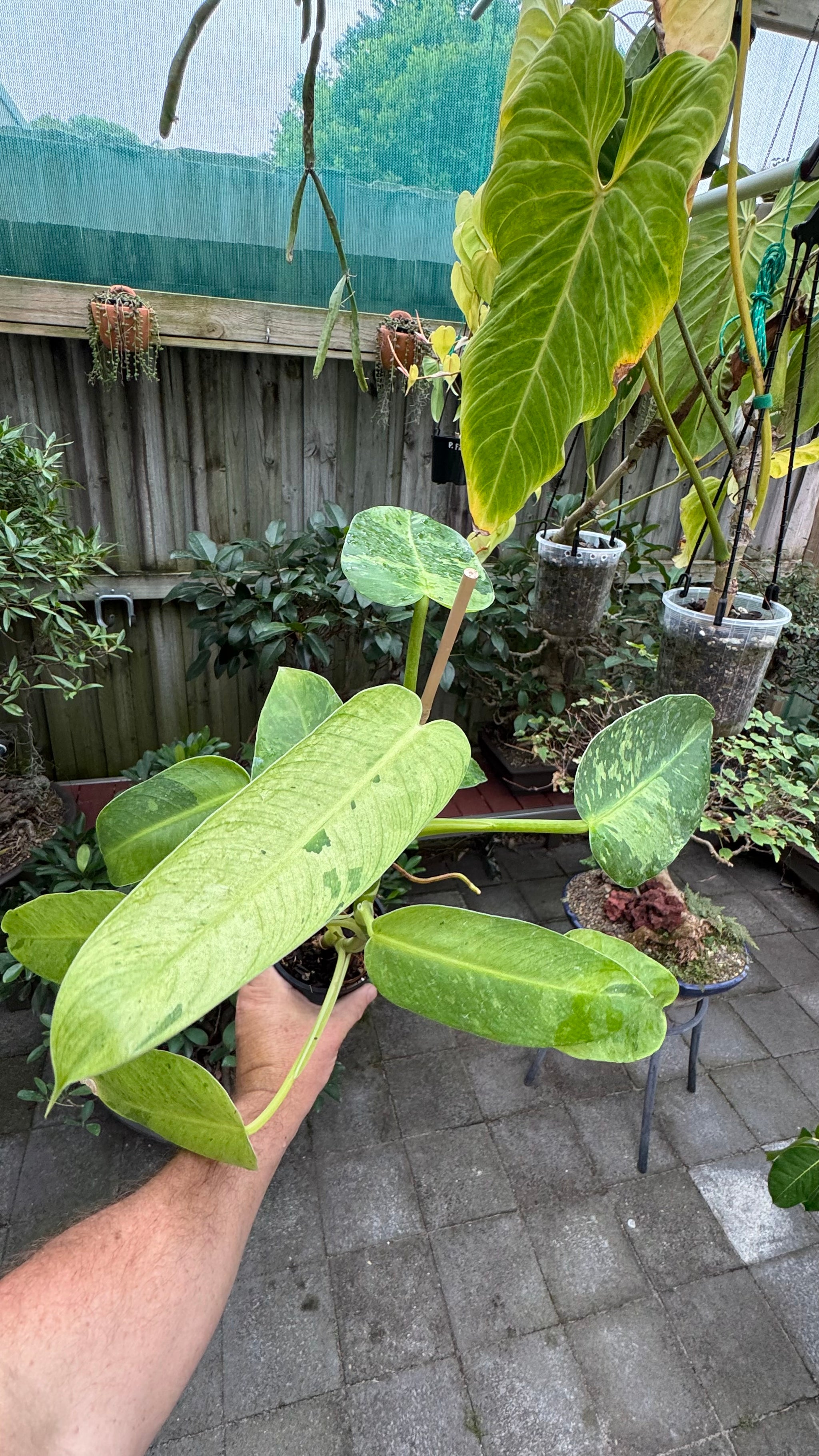 Philodendron 'Jose Buono'