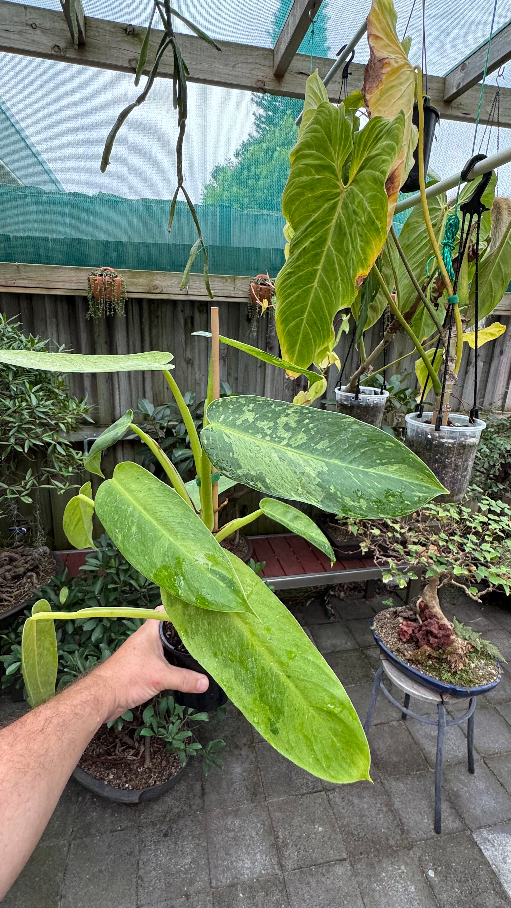 Philodendron 'Jose Buono'
