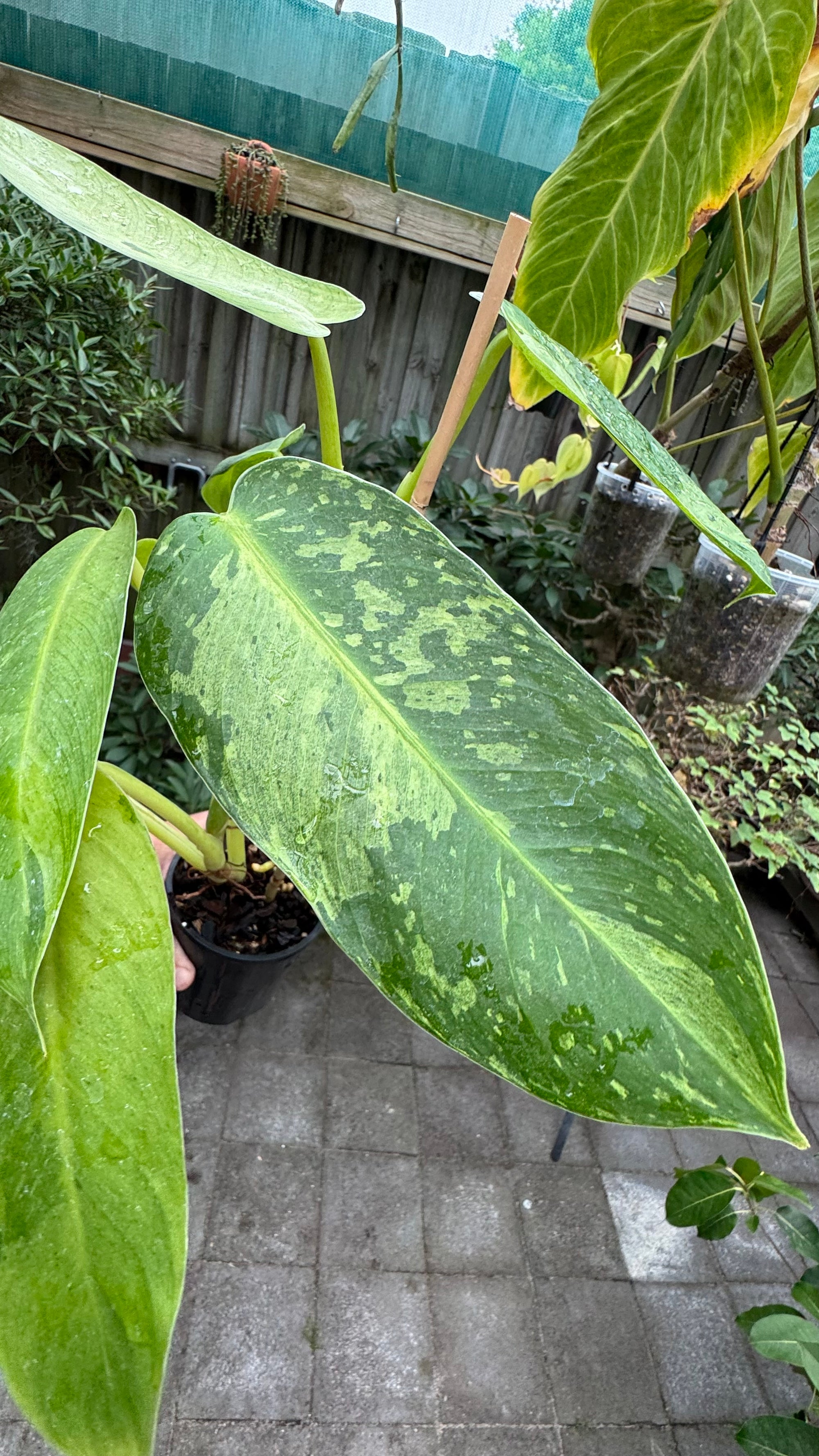 Philodendron 'Jose Buono'