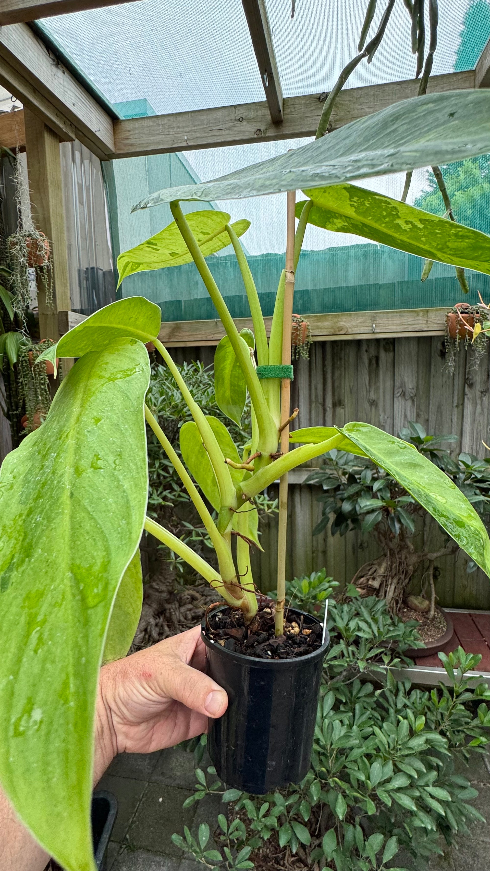 Philodendron 'Jose Buono'