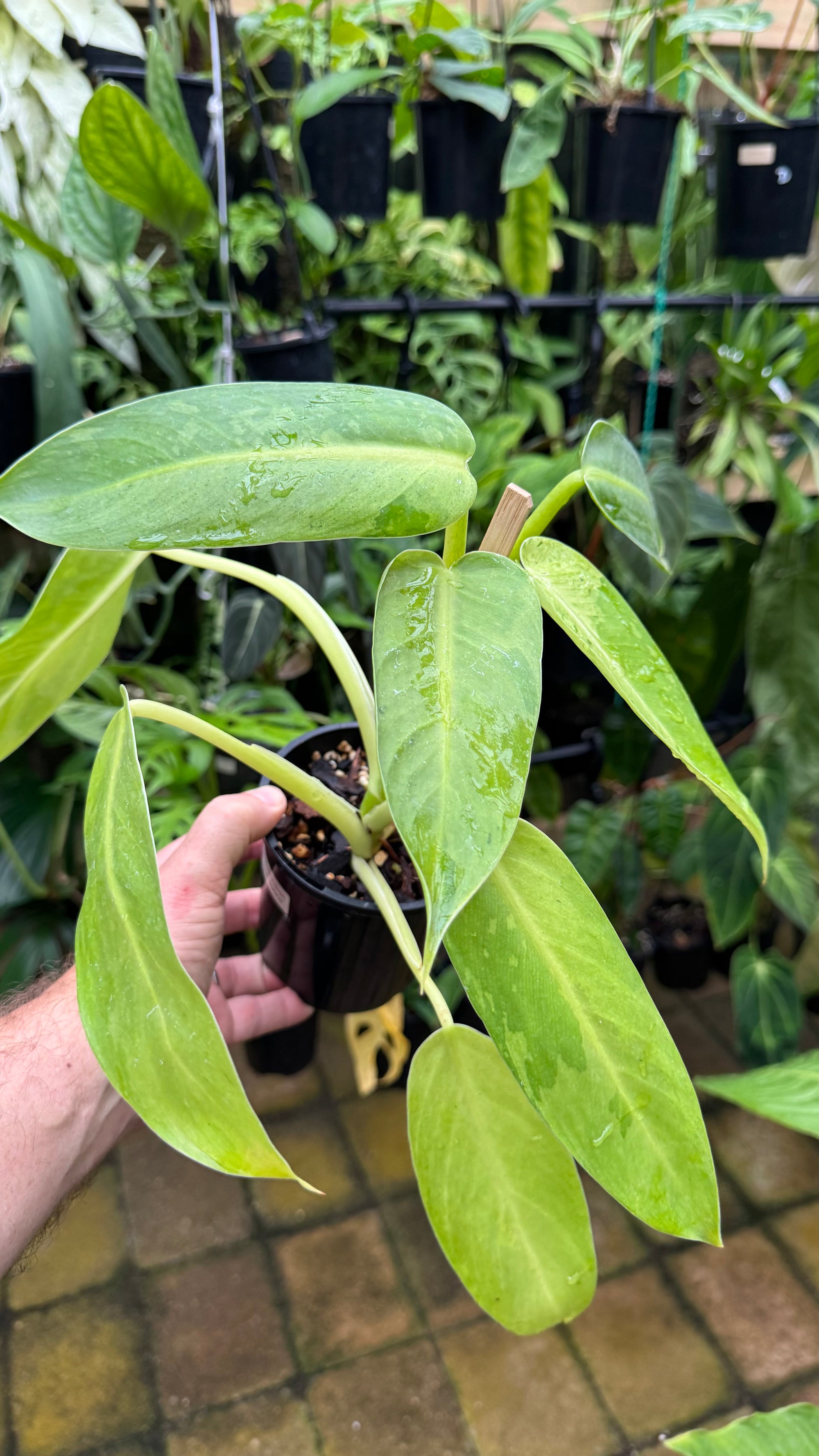 Philodendron 'Jose Buono'