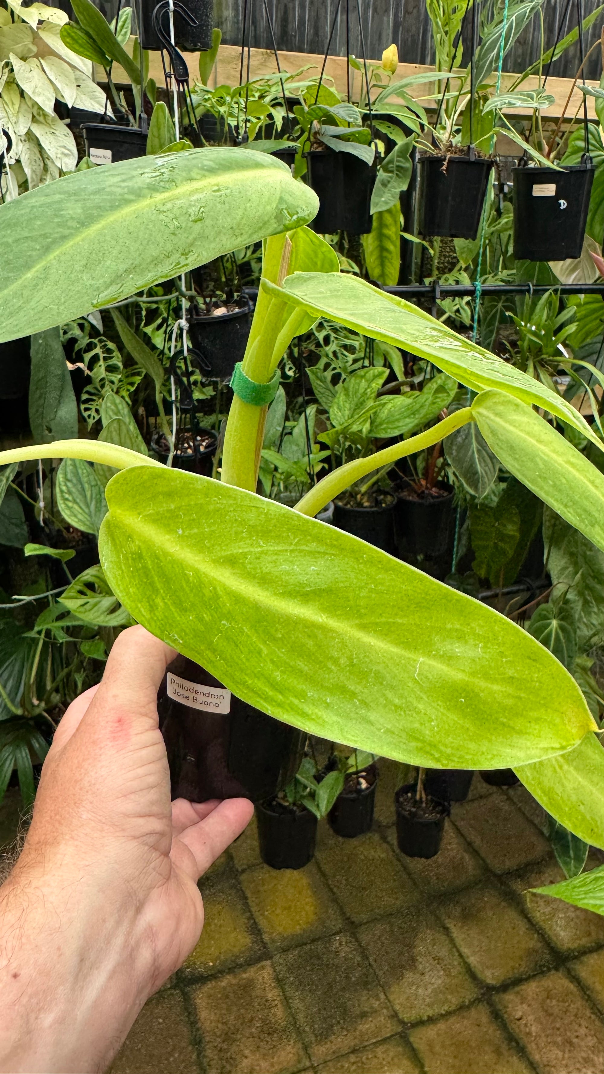 Philodendron 'Jose Buono'