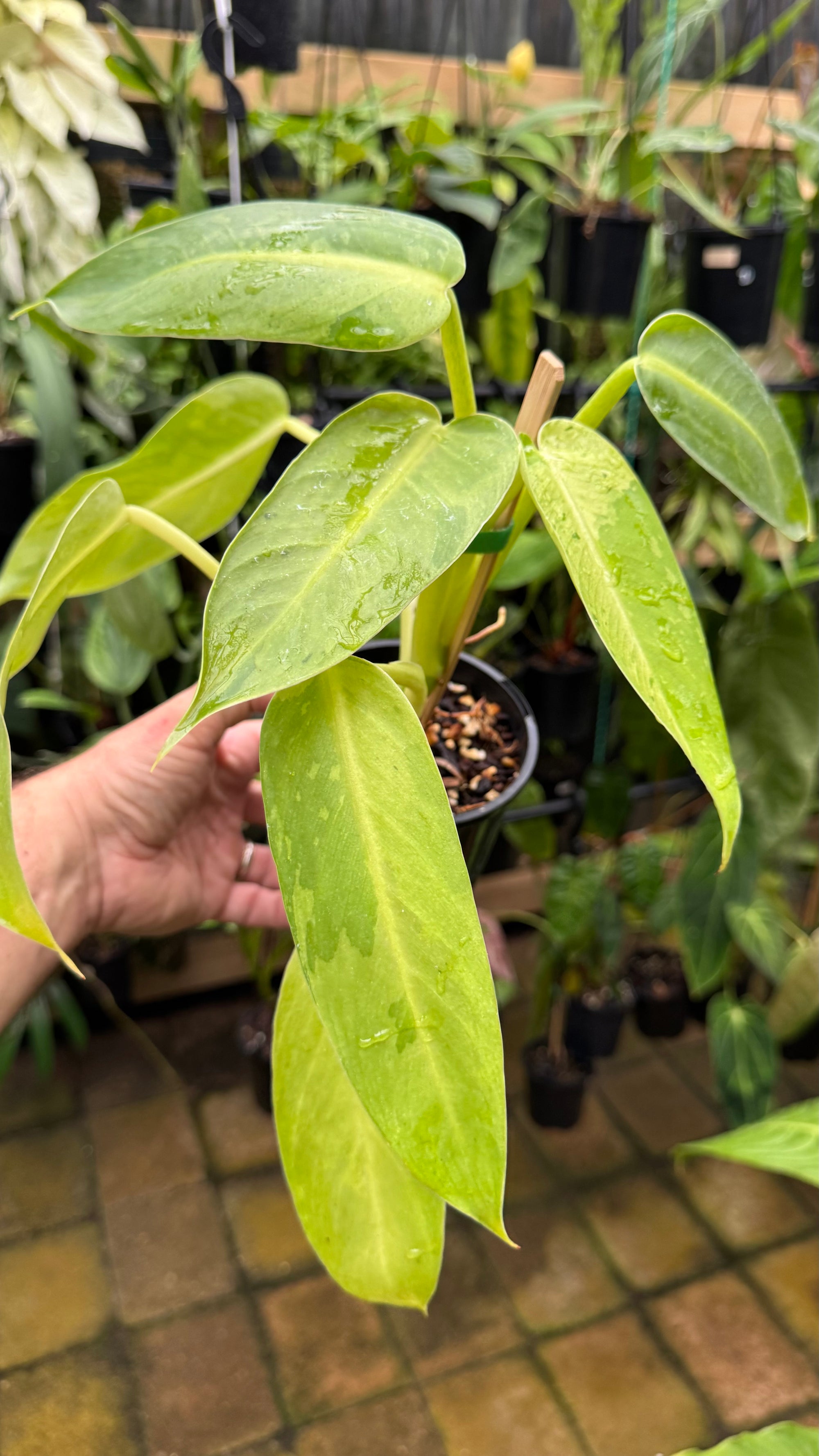Philodendron 'Jose Buono'