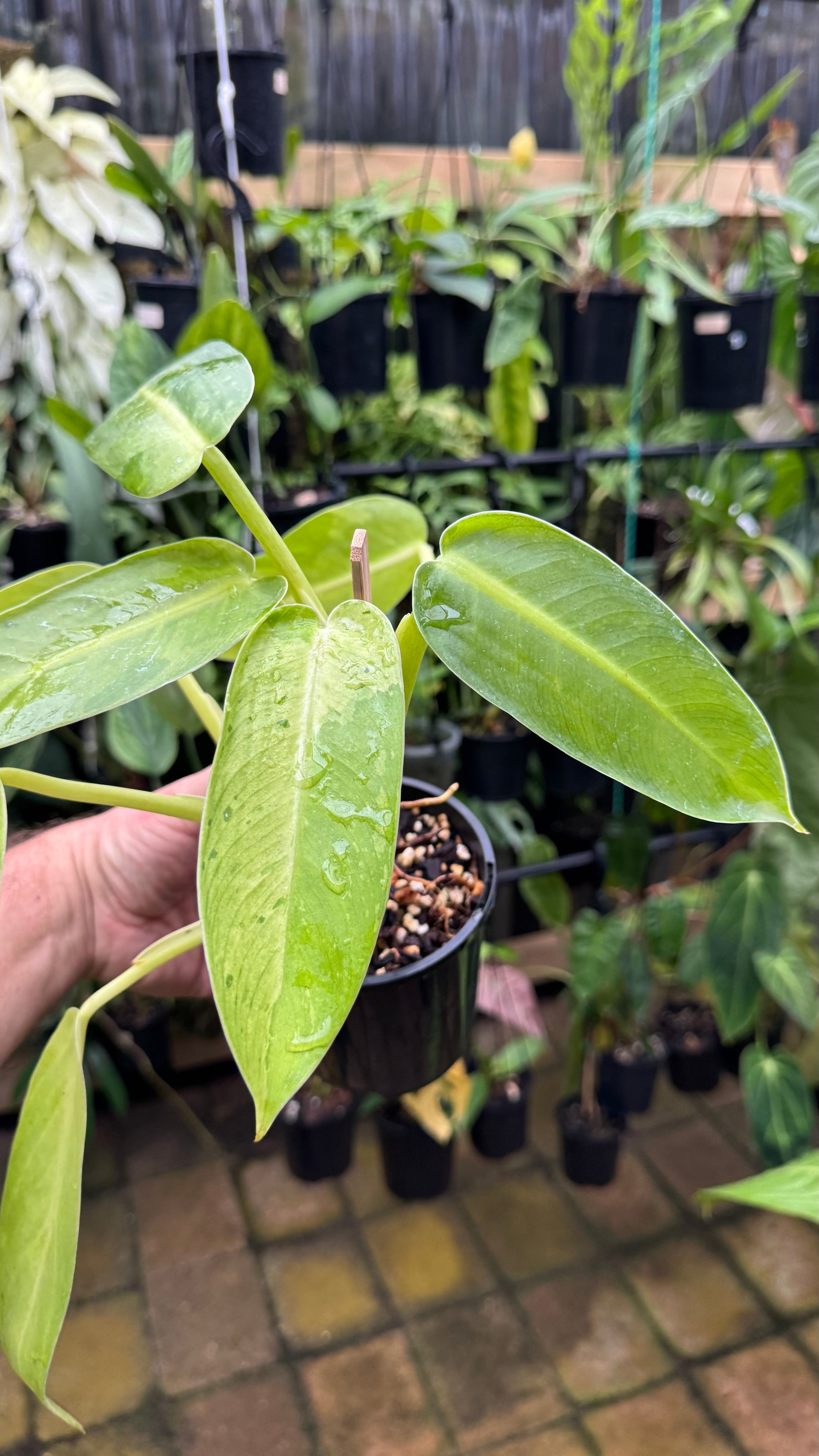Philodendron 'Jose Buono'