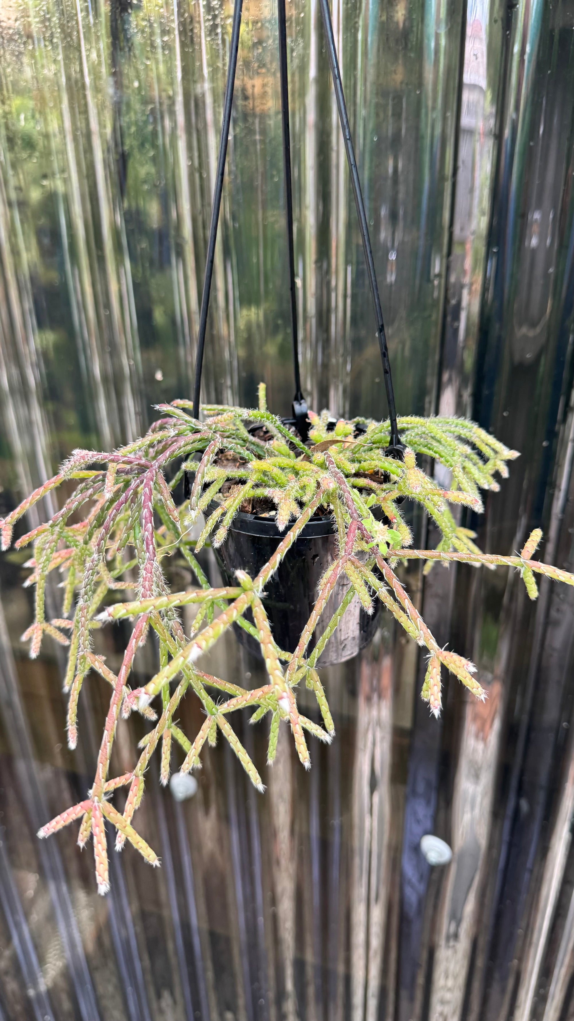 Rhipsalis pilocarpa