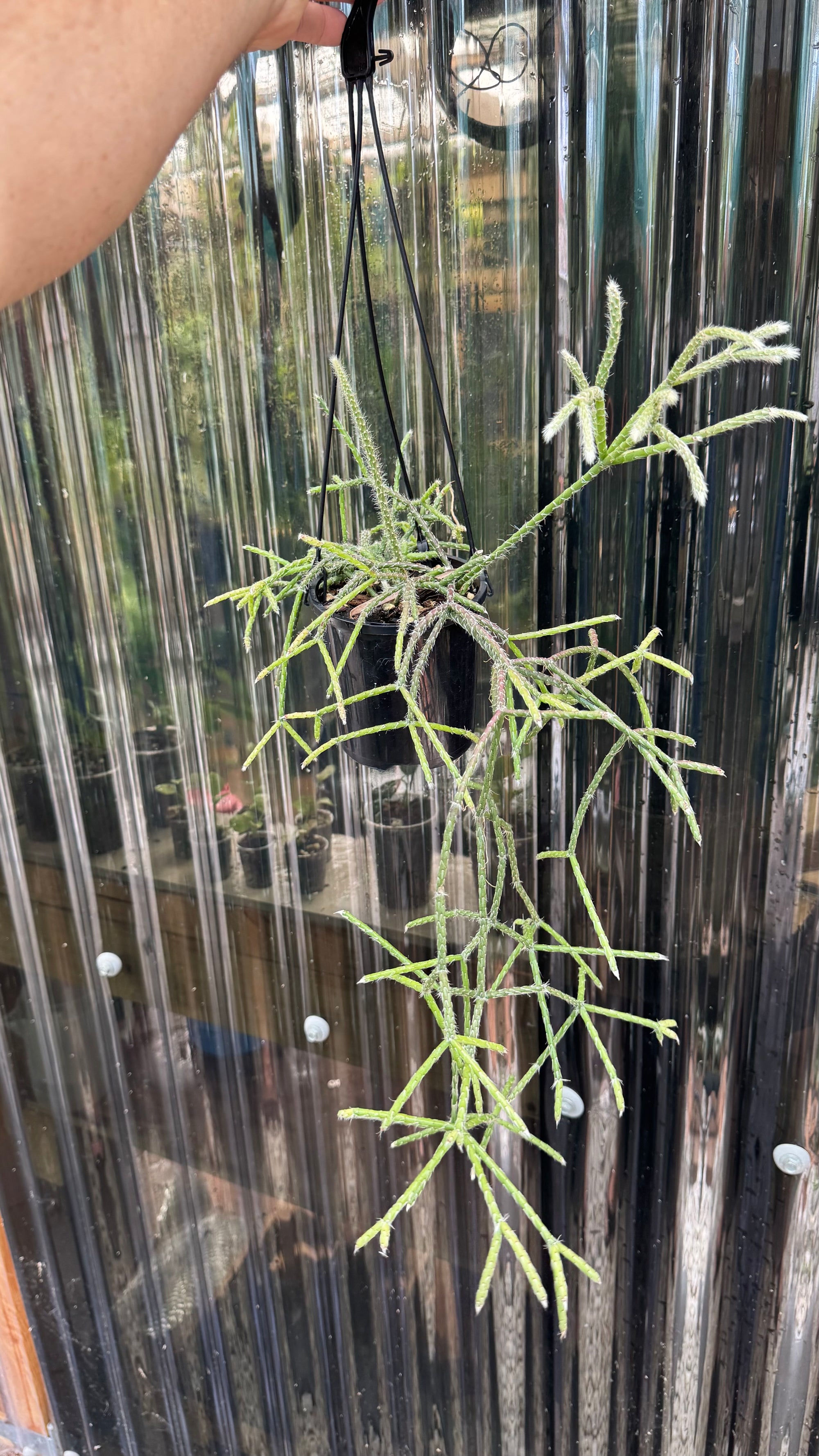 Rhipsalis pilocarpa
