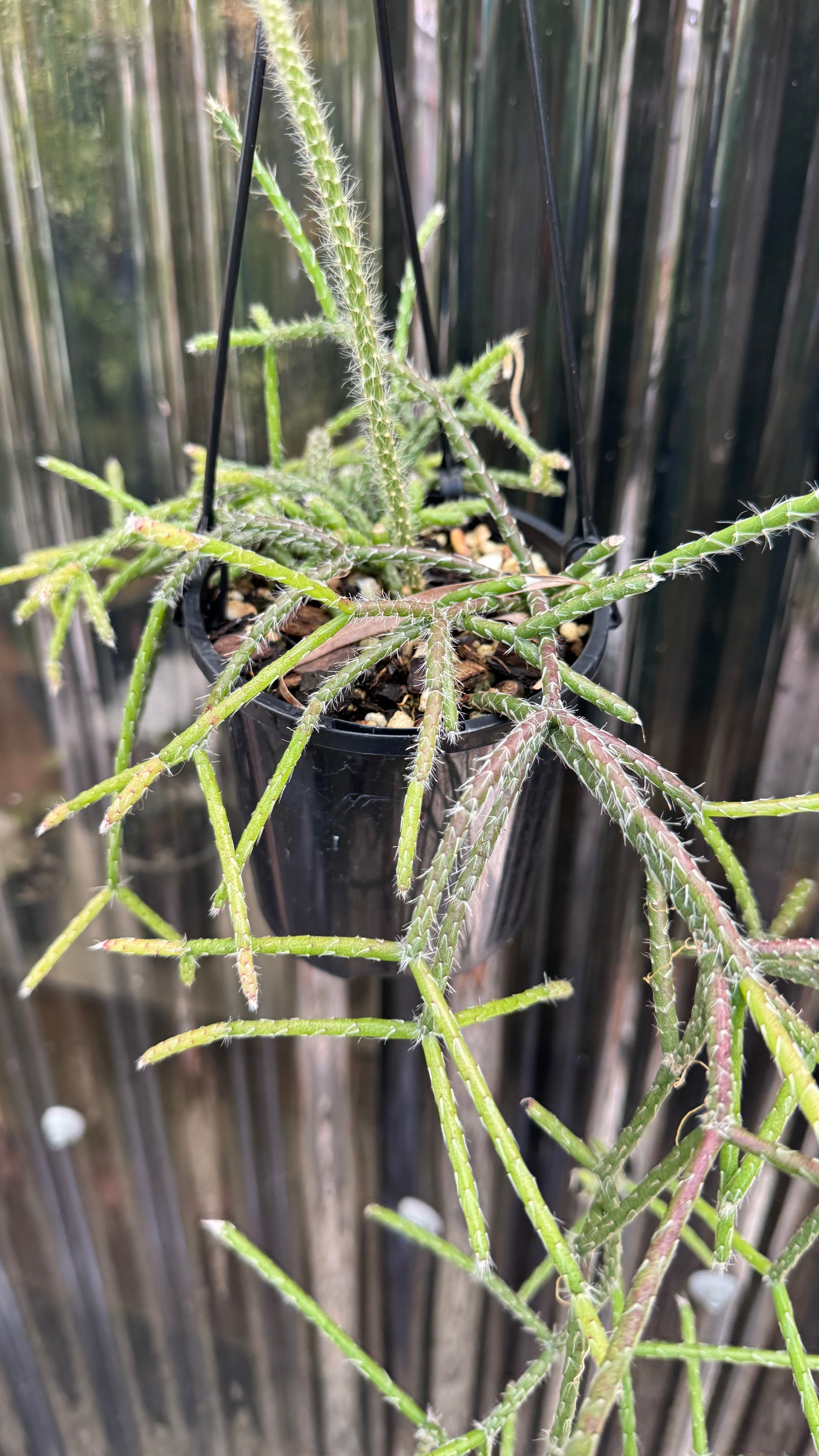Rhipsalis pilocarpa