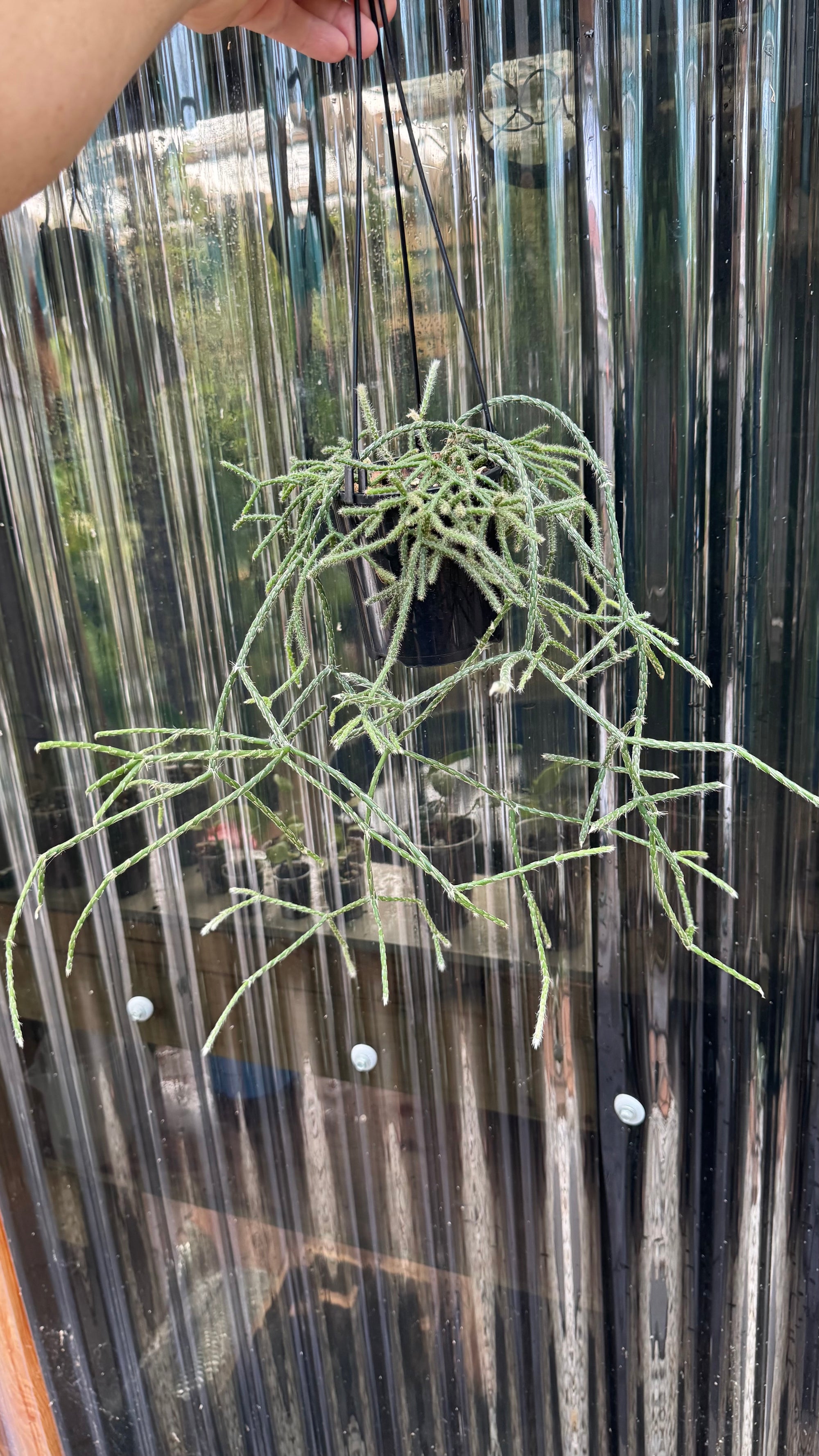 Rhipsalis pilocarpa